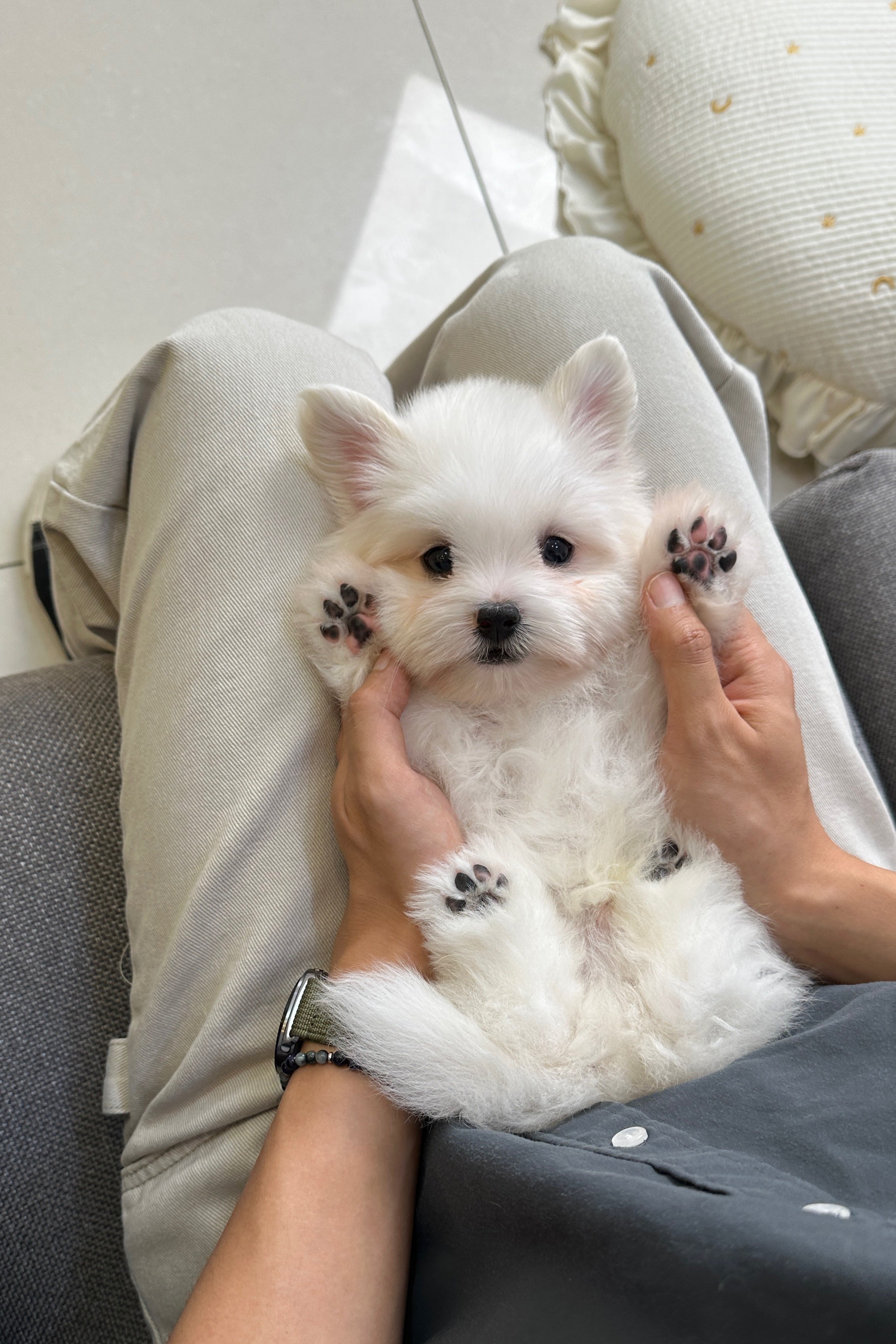 LUCA - MALE (COTON DE TULEAR)