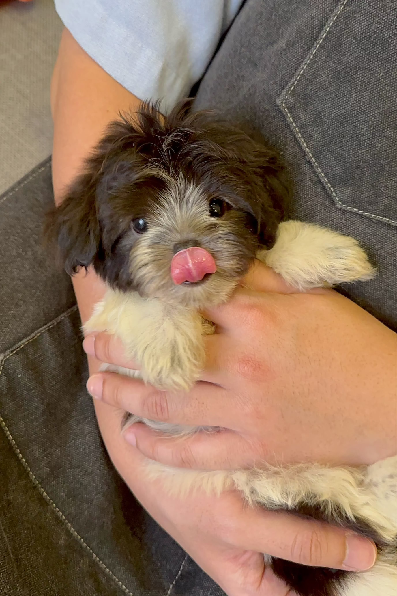 MINT - MALE (MALTIPOO)