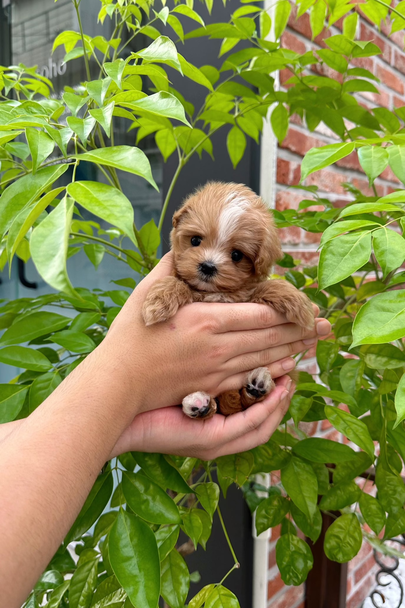 LUKE - MALE (MALTIPOO)