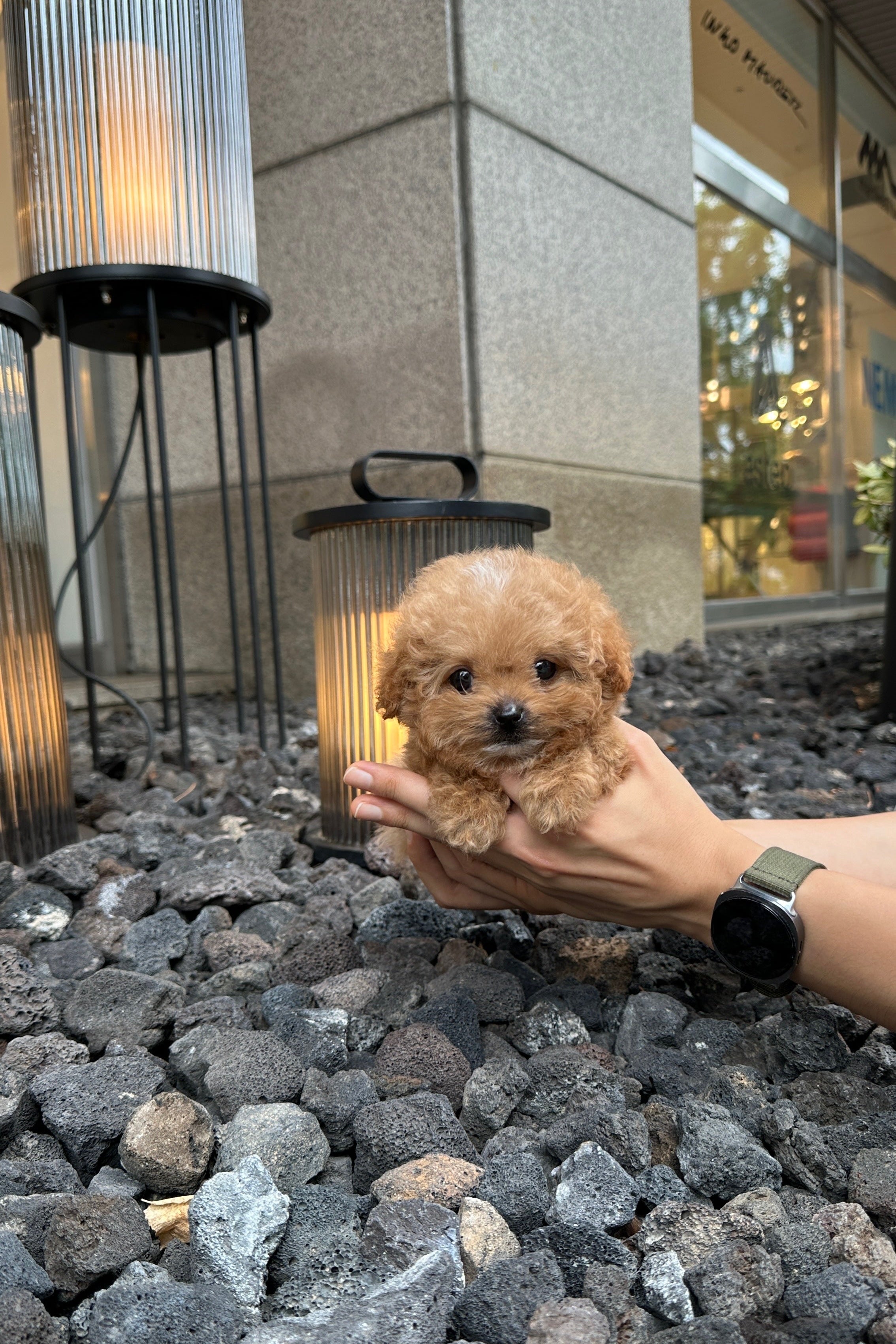 HODU - MALE (MALTIPOO)