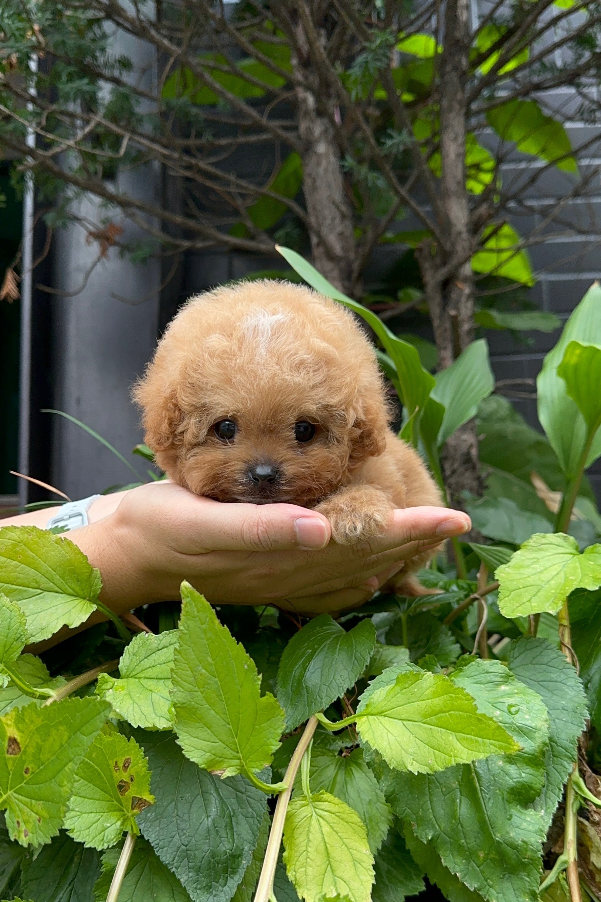 HODU - MALE (MALTIPOO)