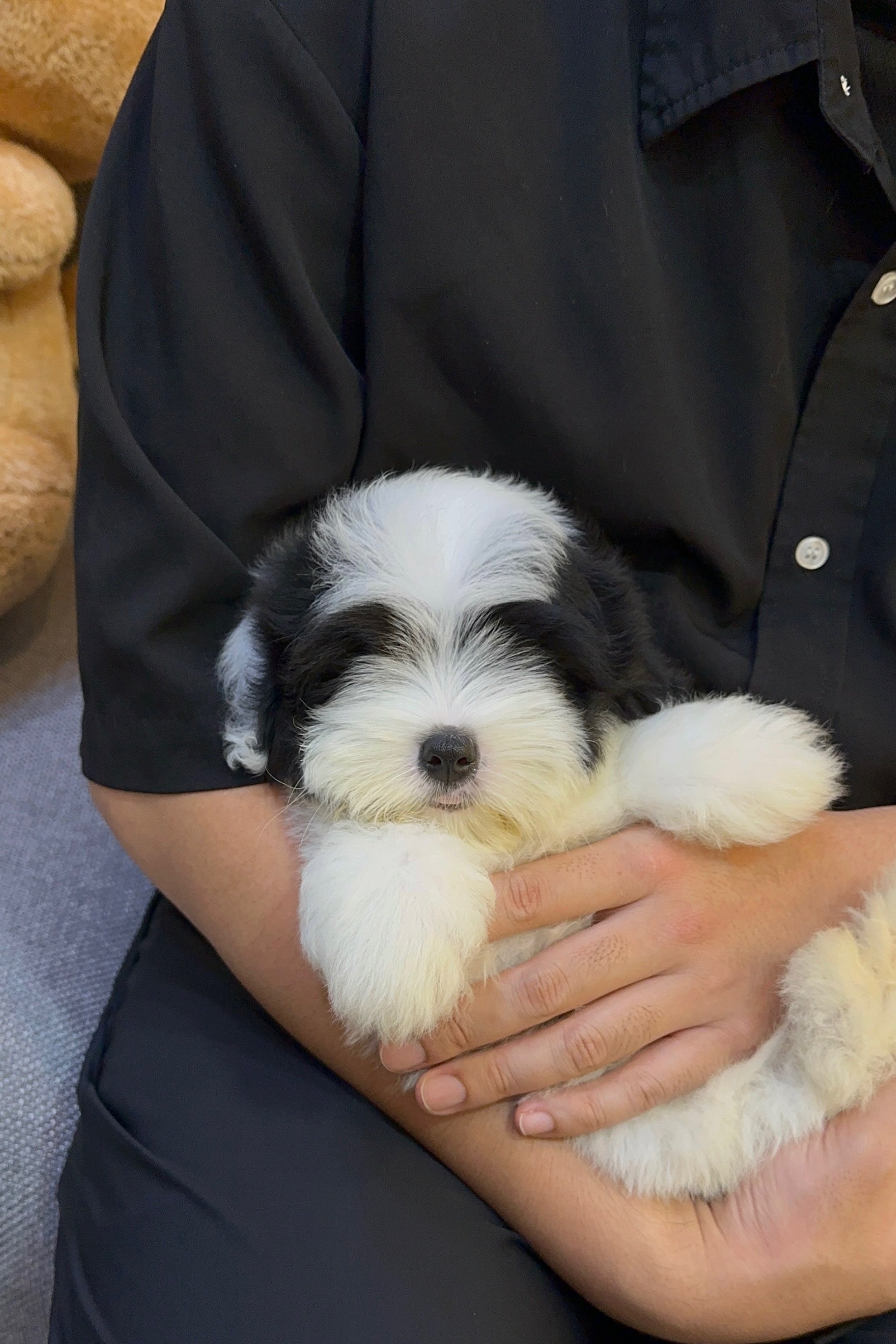 FUBAO - MALE (COTON DE TULEAR)