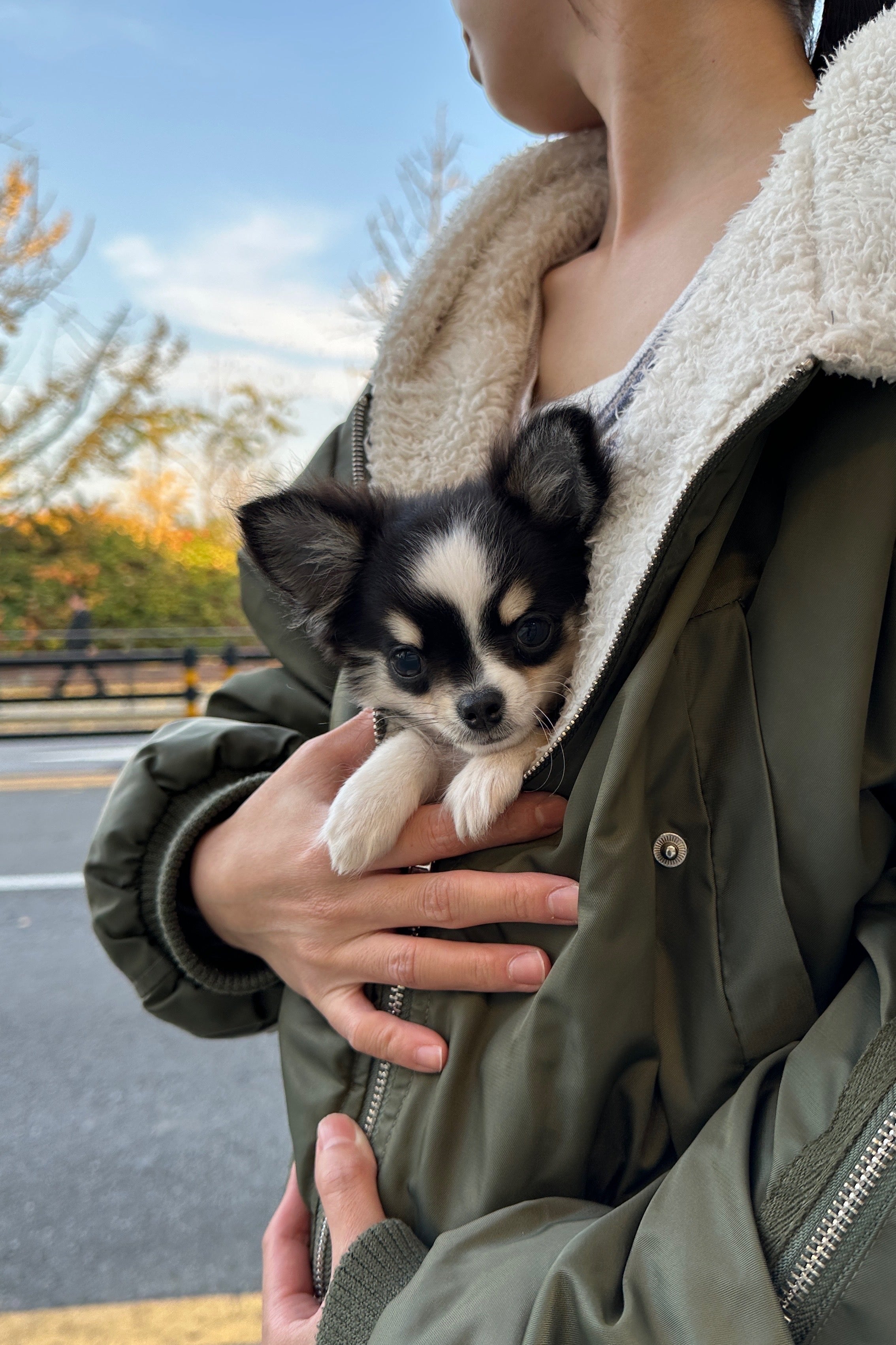 WOODY - MALE (CHIHUAHUA)