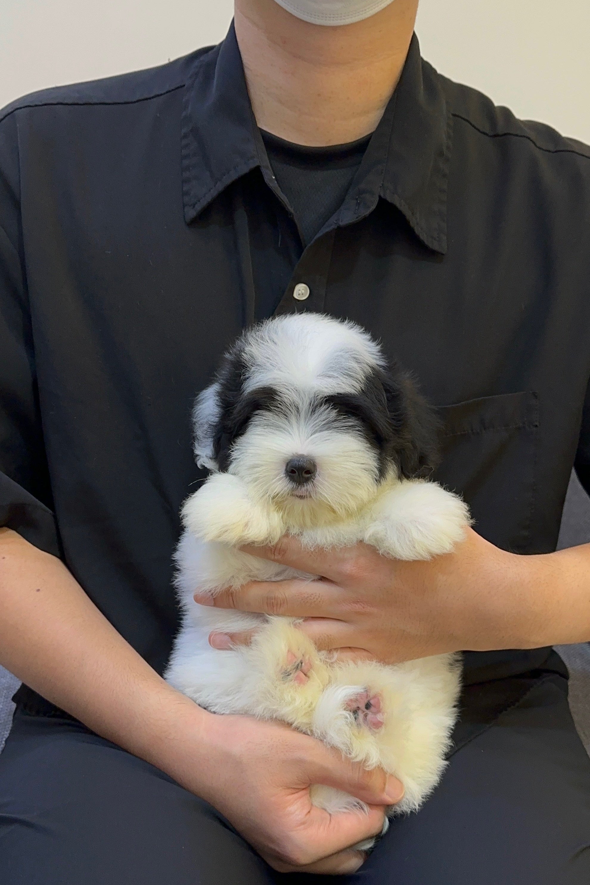 FUBAO - MALE (COTON DE TULEAR)