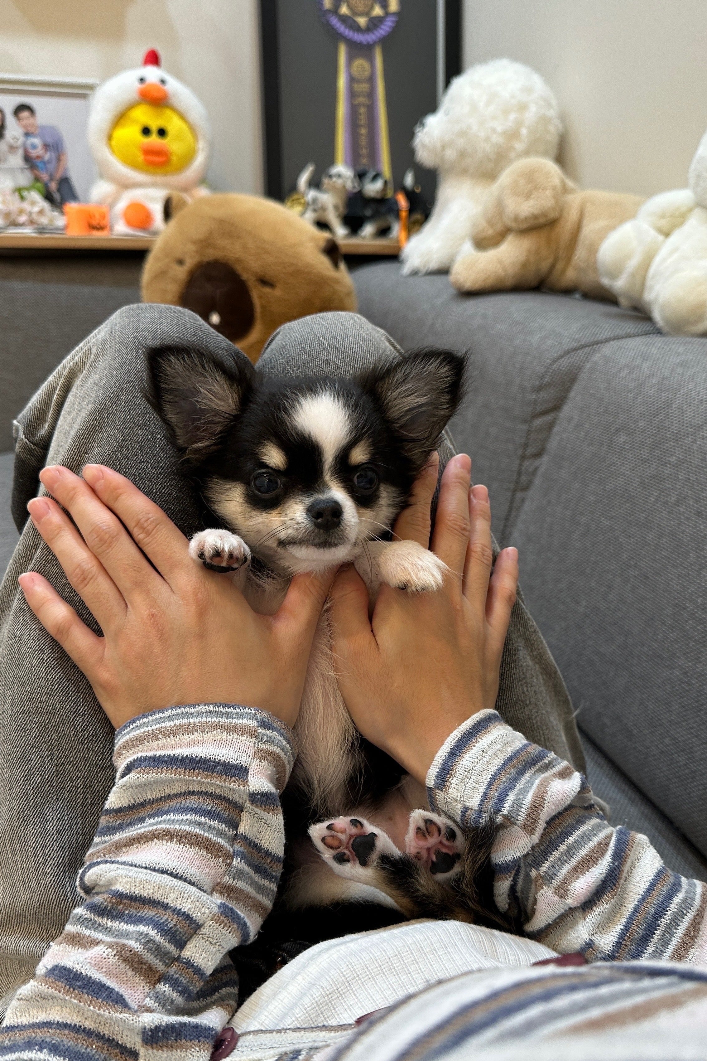 WOODY - MALE (CHIHUAHUA)