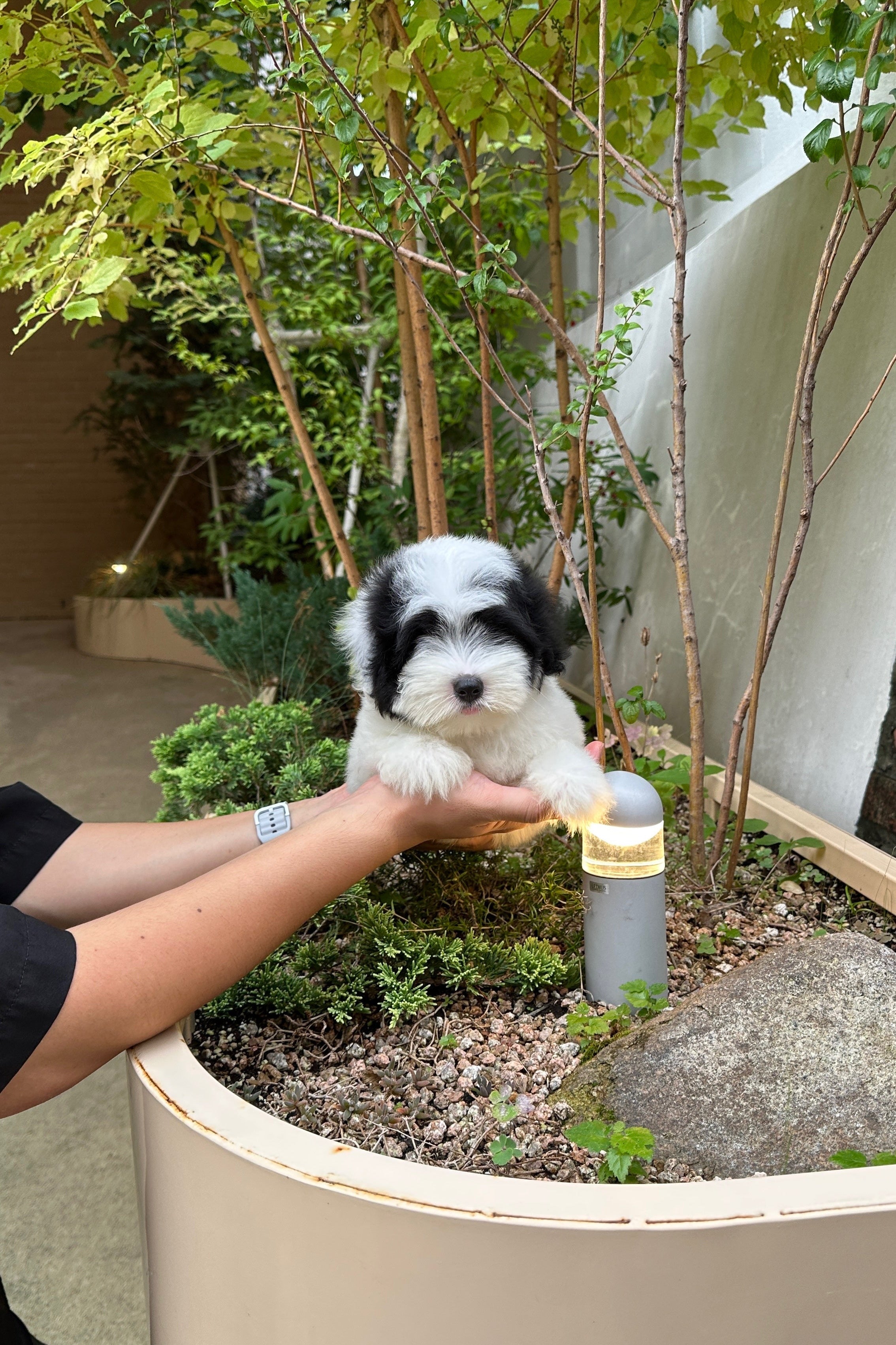 FUBAO - MALE (COTON DE TULEAR)