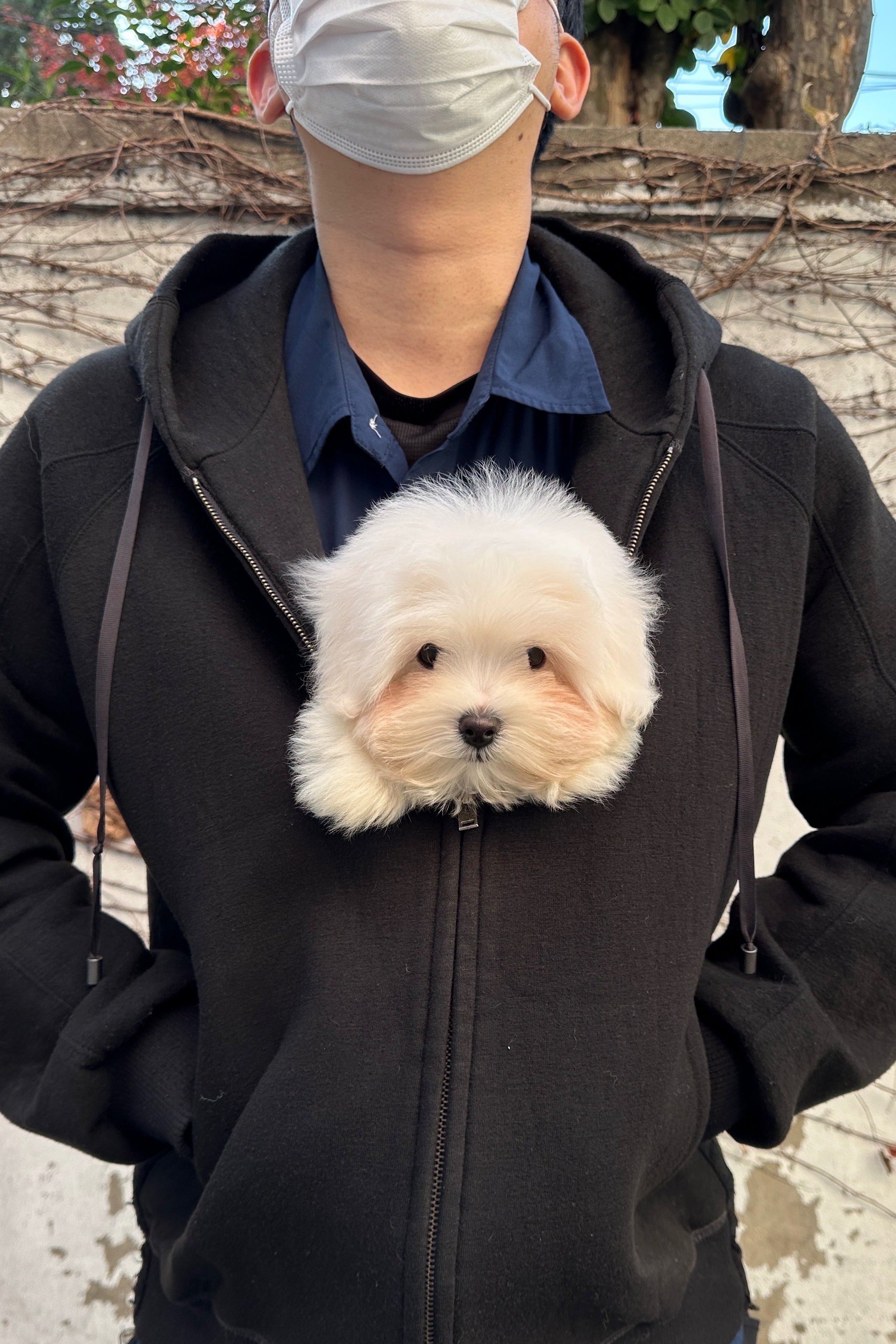 CANDY - FEMALE (COTON DE TULEAR)