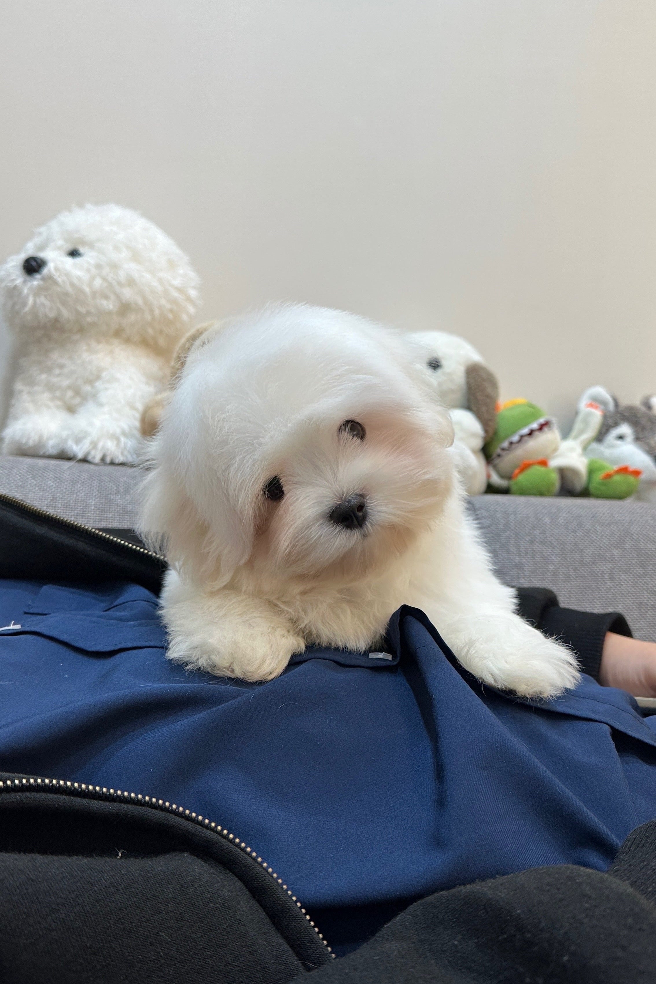 JUDY - FEMALE (COTON DE TULEAR)