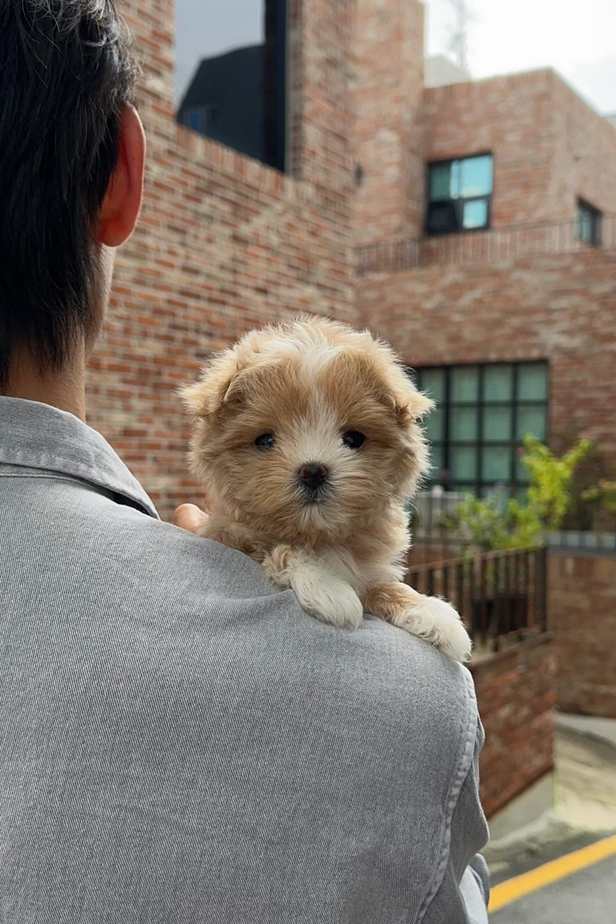 HEYA - FEMALE (MALTIPOO)