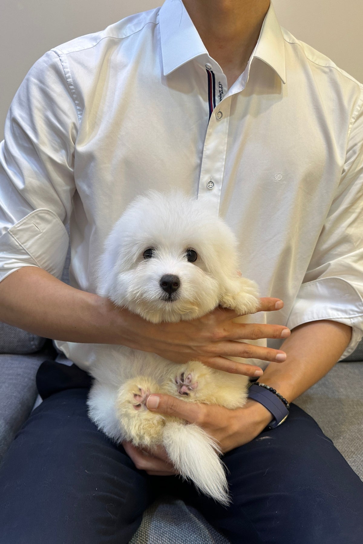 SIWOO - MALE (COTON DE TULEAR)