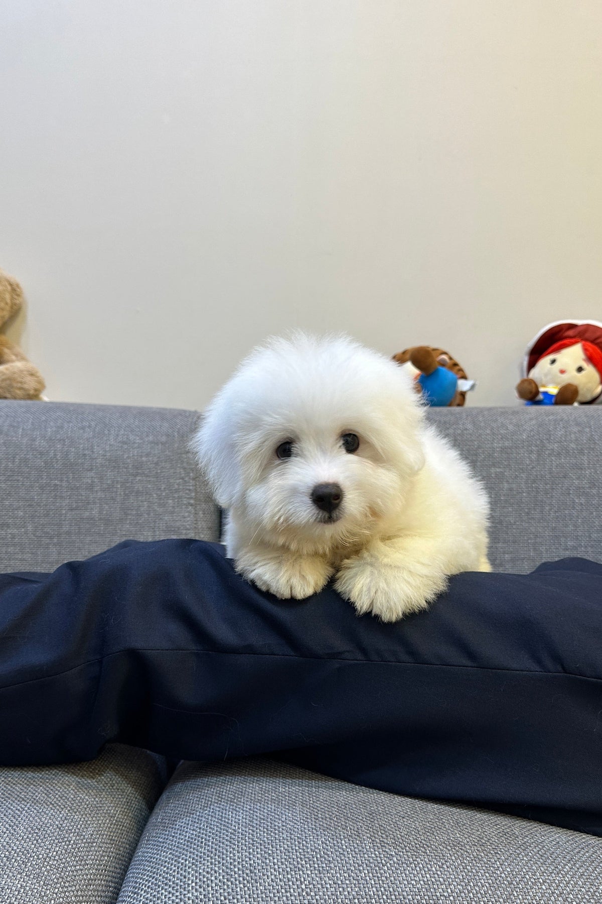 SIWOO - MALE (COTON DE TULEAR)