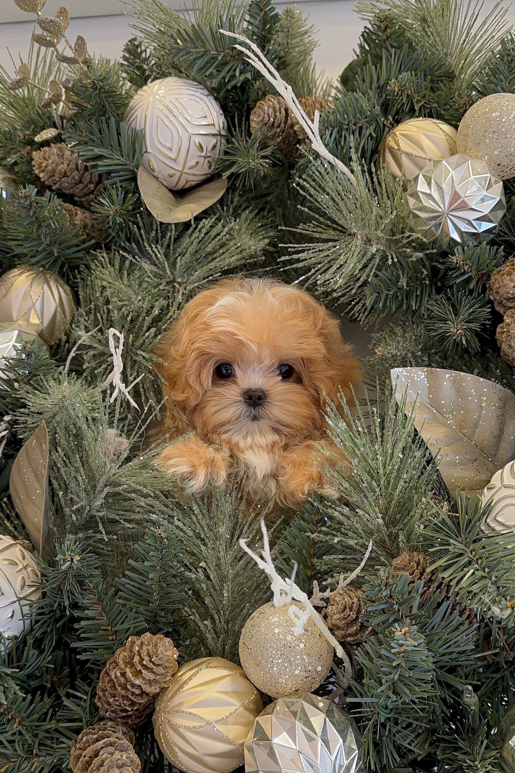 BREAD - MALE (MALTIPOO)