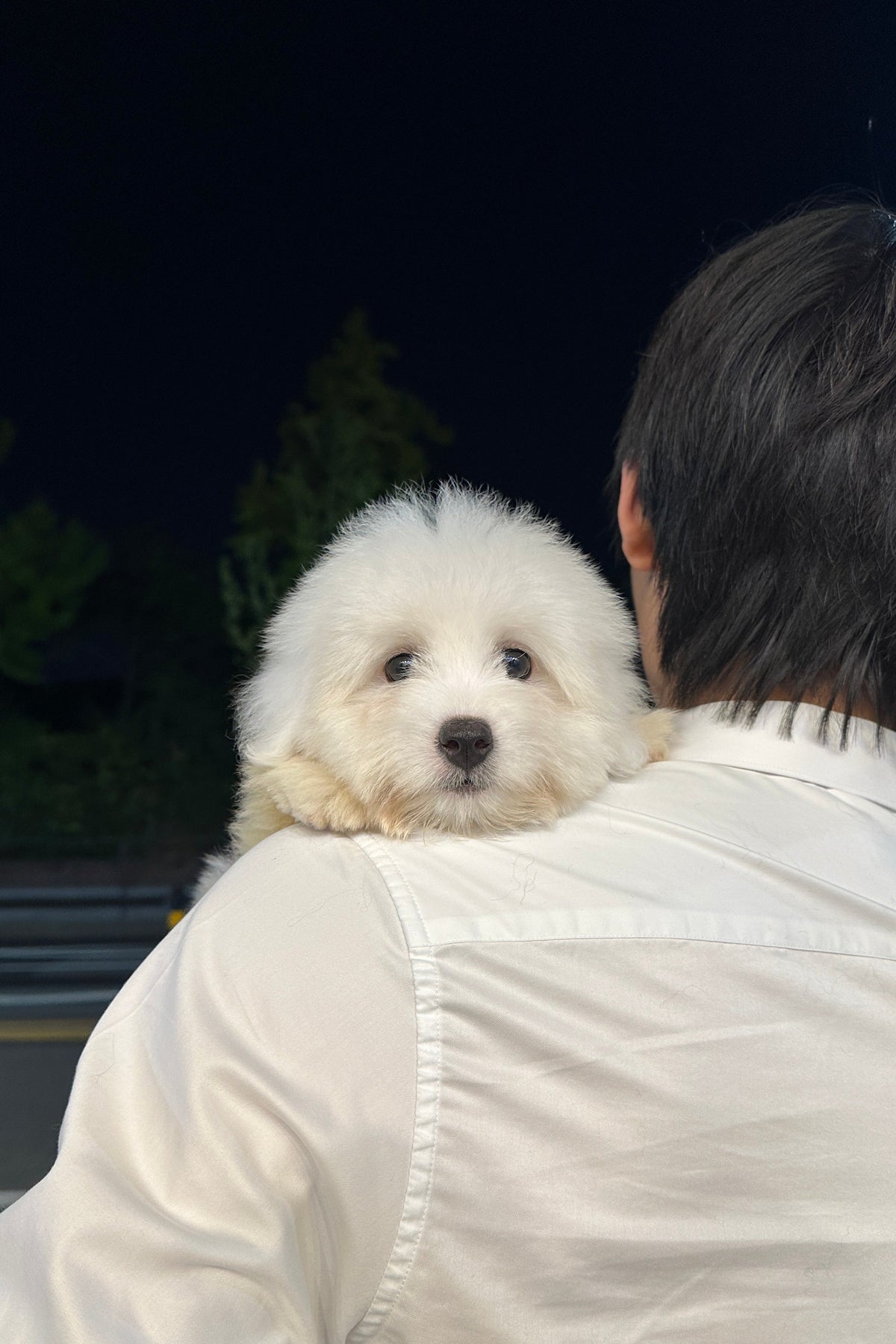 SIWOO - MALE (COTON DE TULEAR)