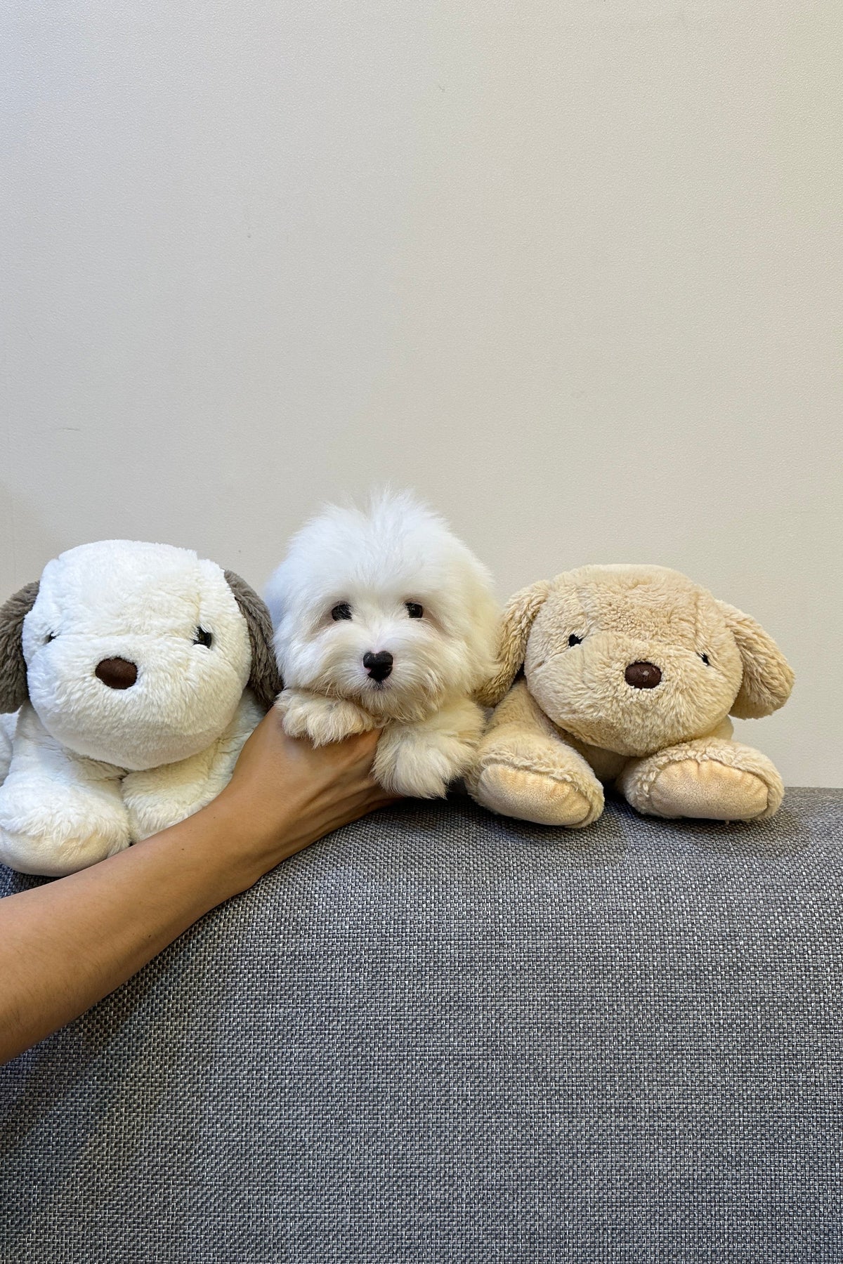 JIWOO - MALE (COTON DE TULEAR)