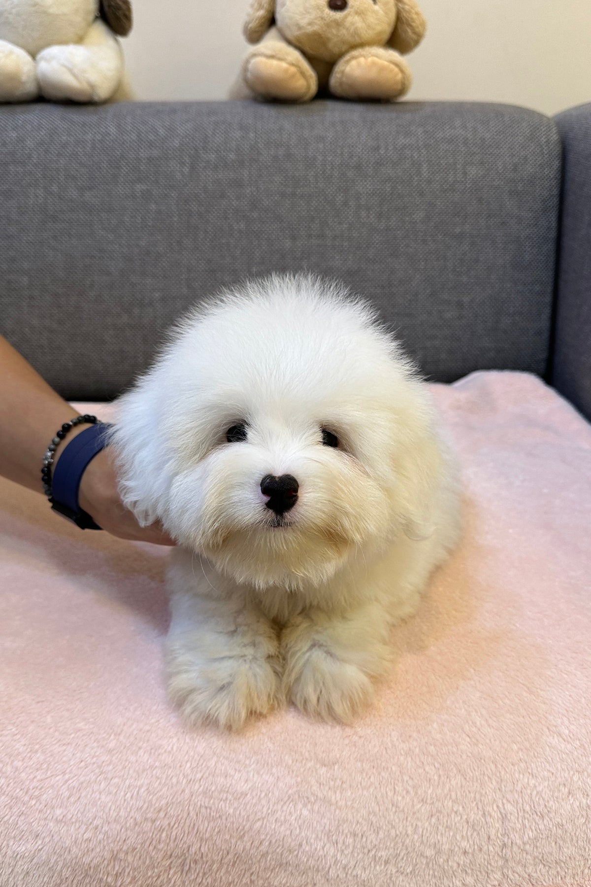 JIWOO - MALE (COTON DE TULEAR)