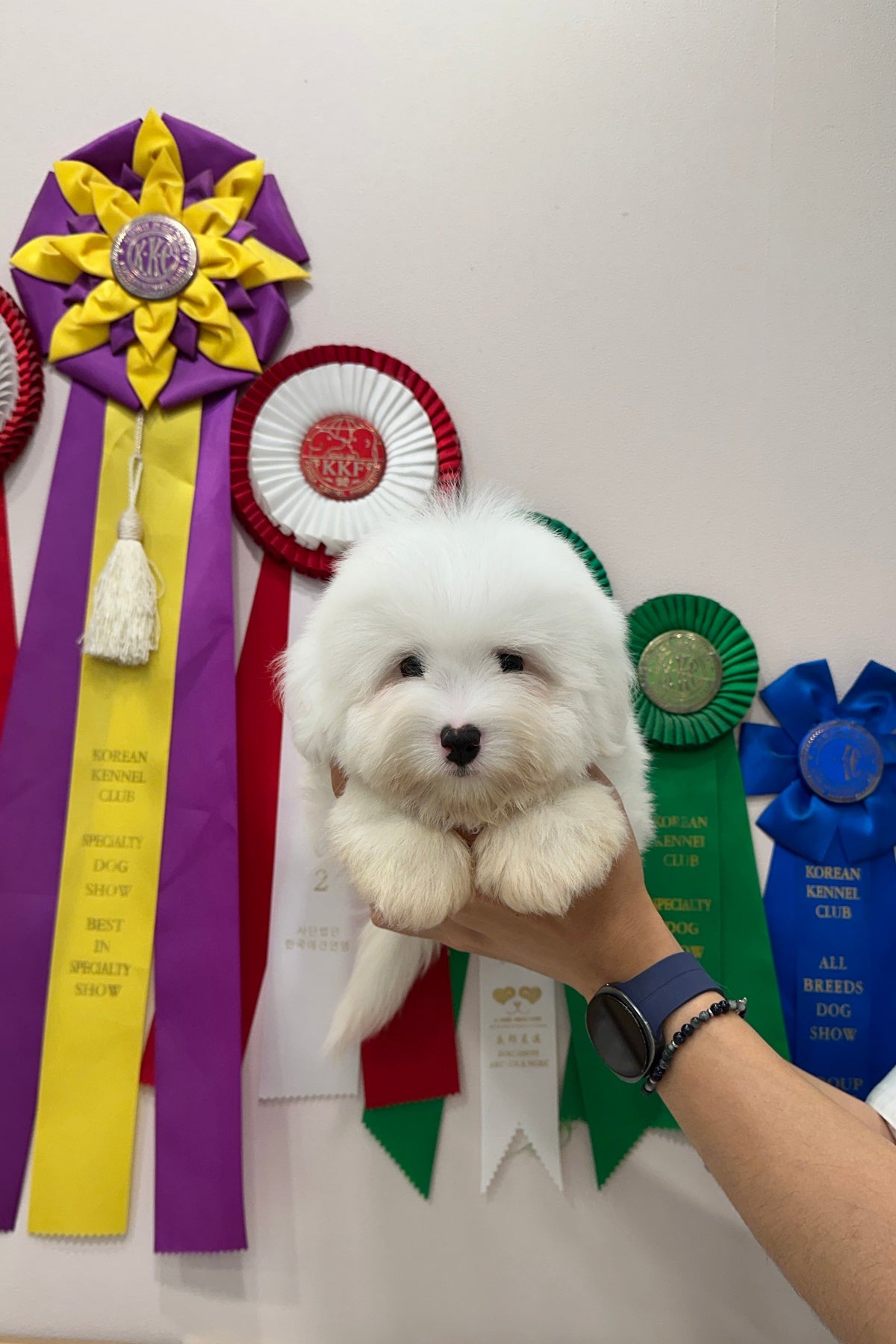 JIWOO - MALE (COTON DE TULEAR)
