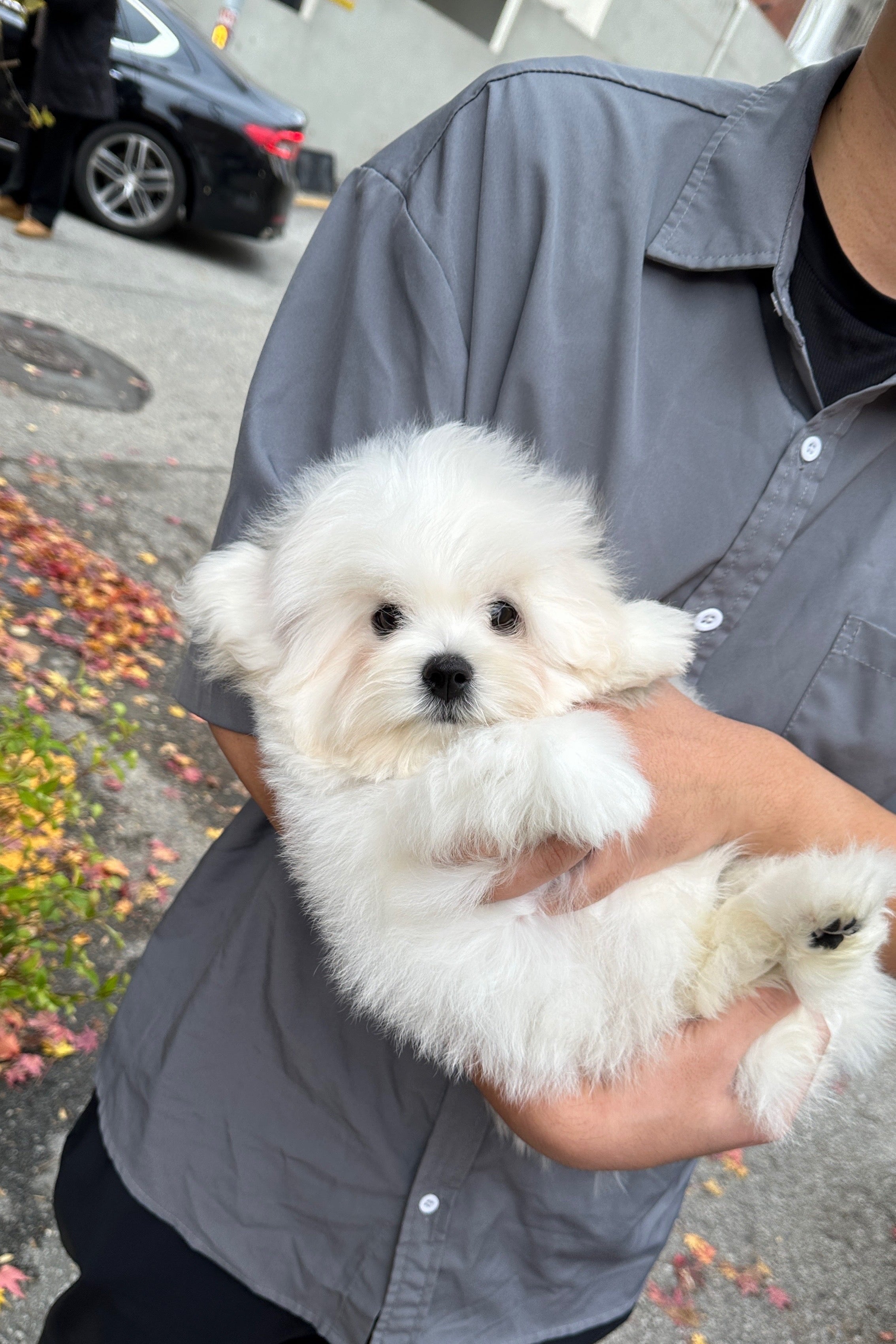 MALANG - MALE (COTON DE TULEAR)