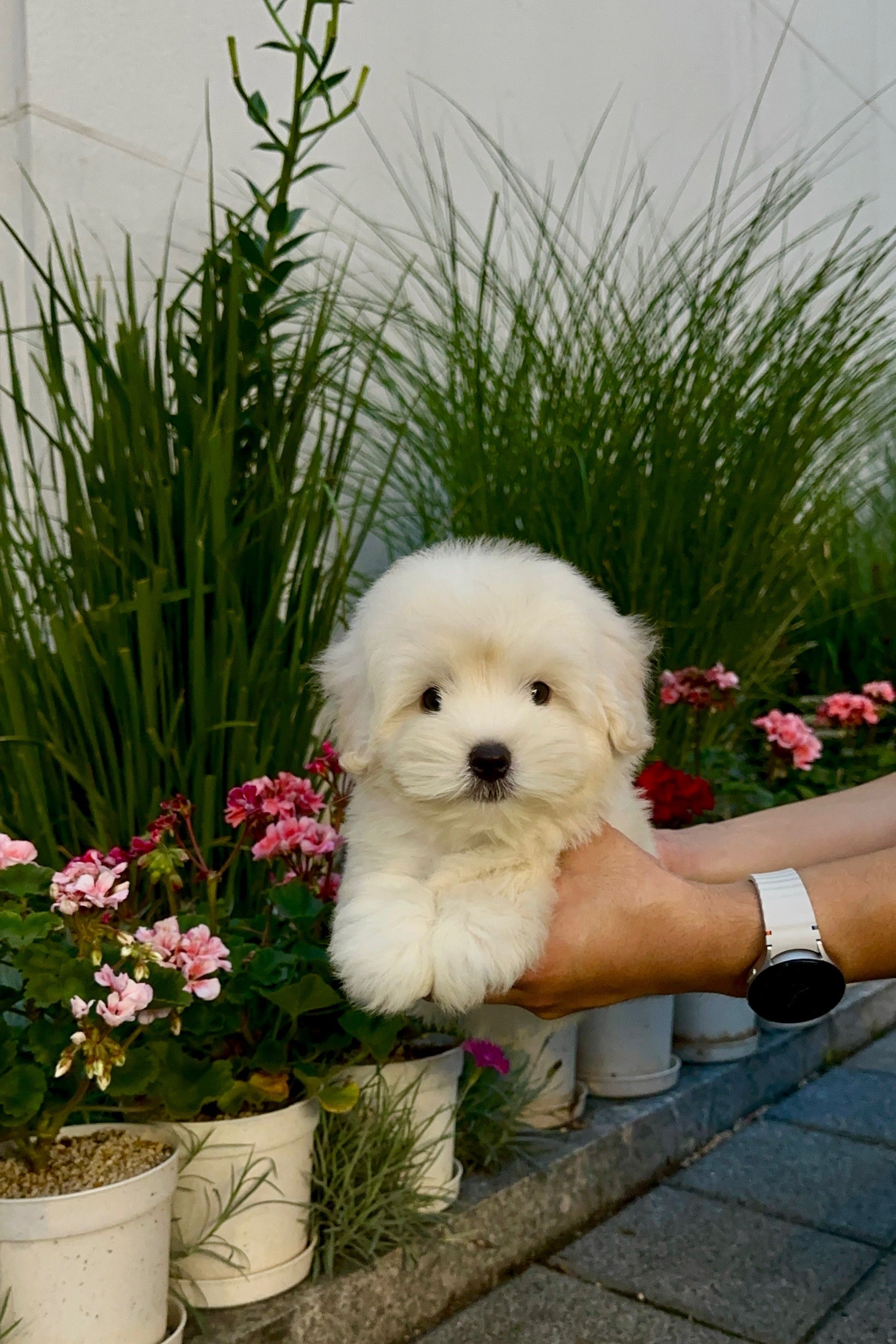 FLAT - MALE (COTON DE TULEAR)