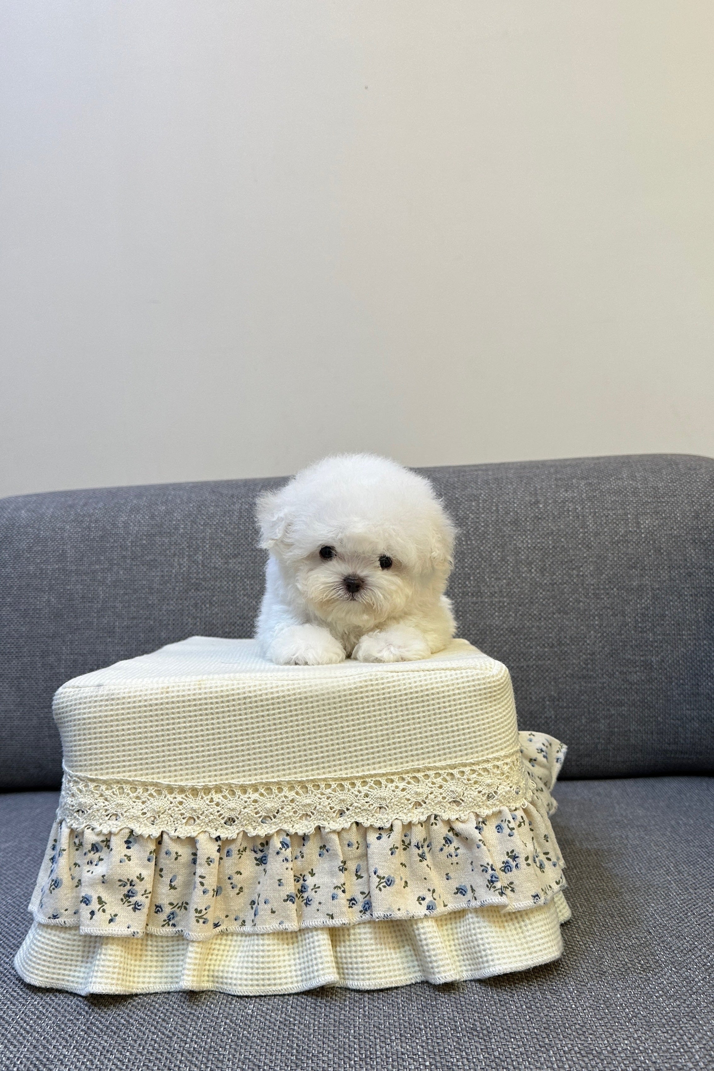GUREUM - MALE (MINI BICHON)
