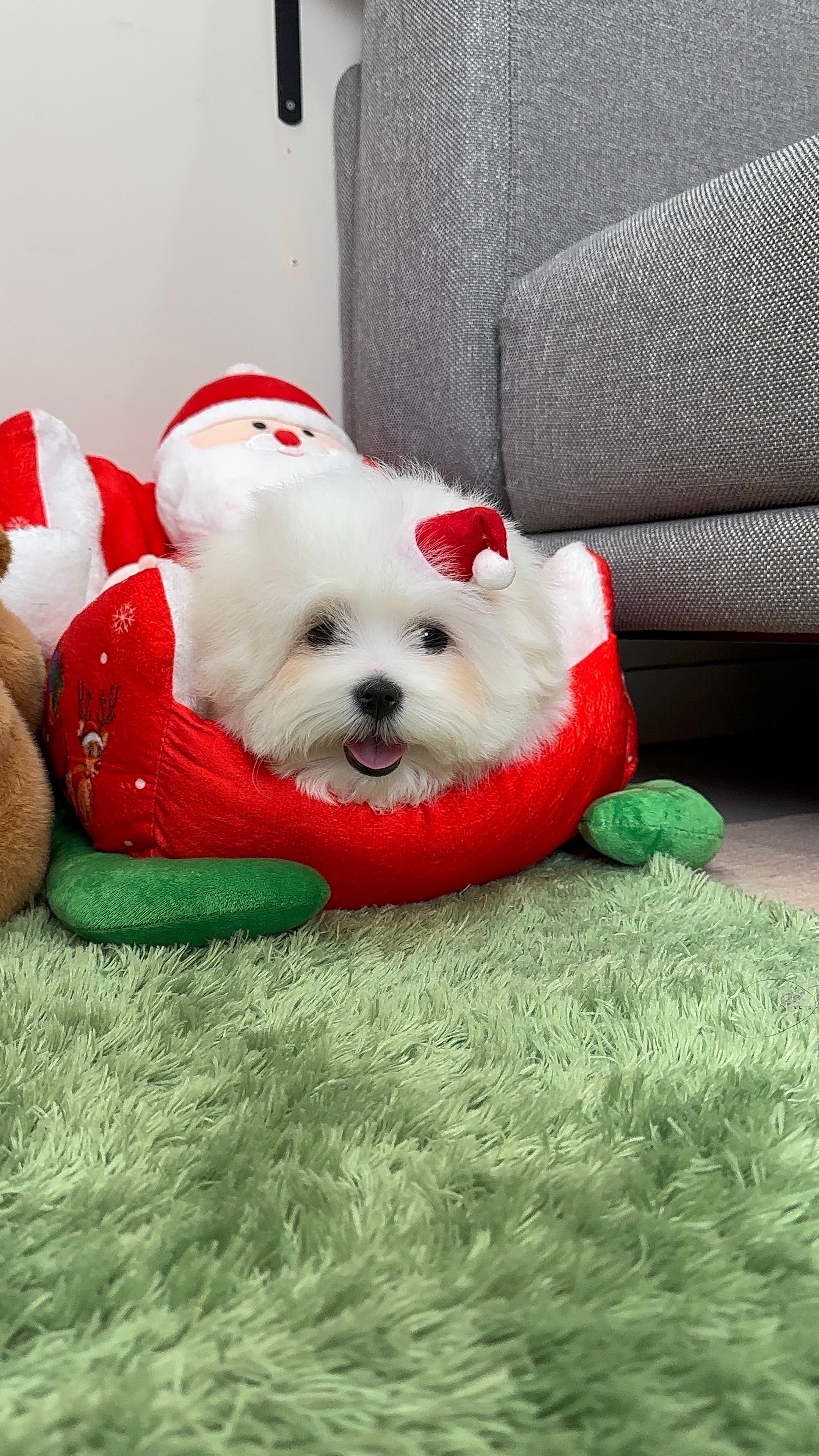MOCHI - FEMALE (COTON DE TULEAR)