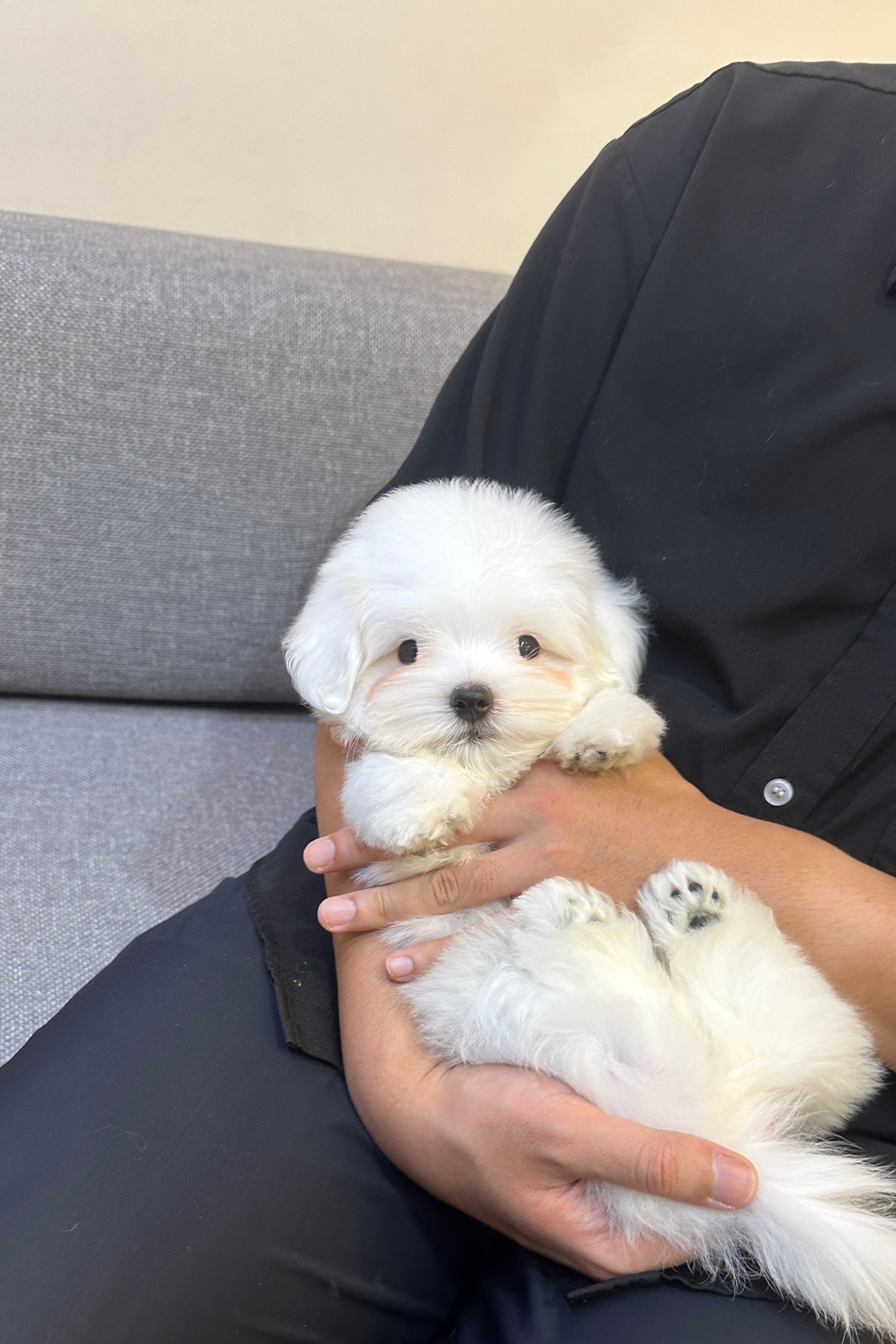 OLLIE - MALE (COTON DE TULEAR)