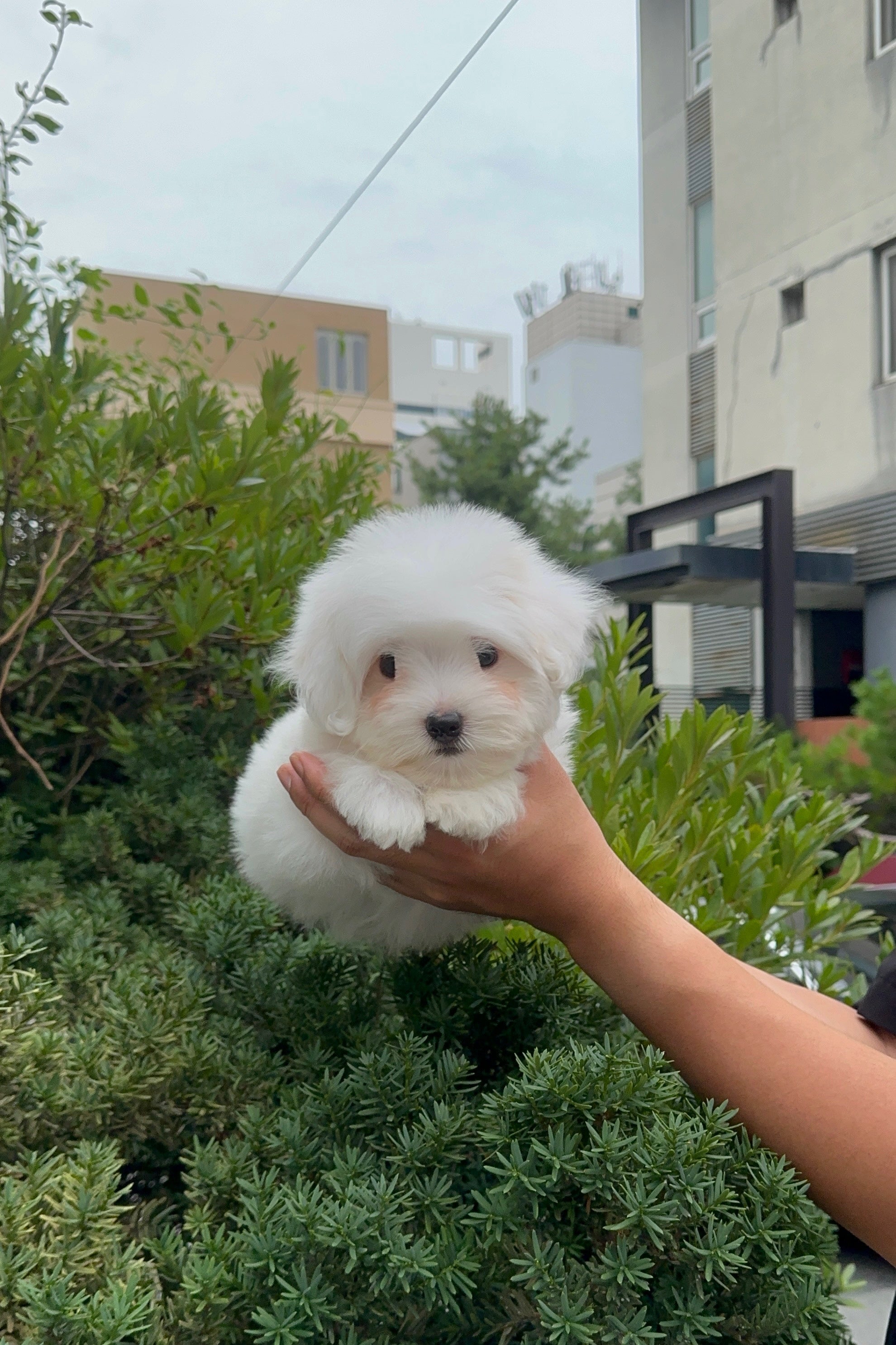 OLLIE - MALE (COTON DE TULEAR)