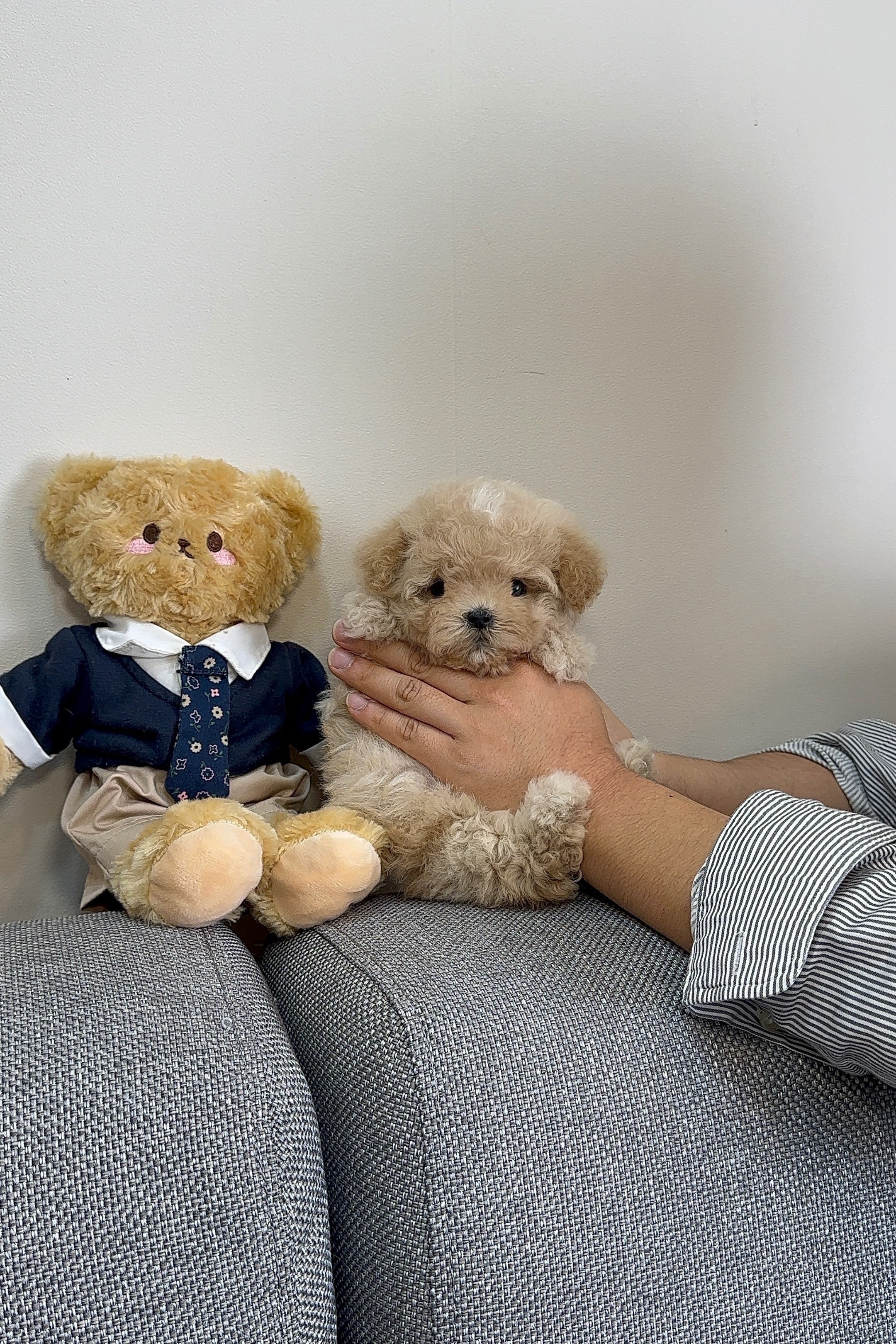 PONYO - FEMALE (MALTIPOO)