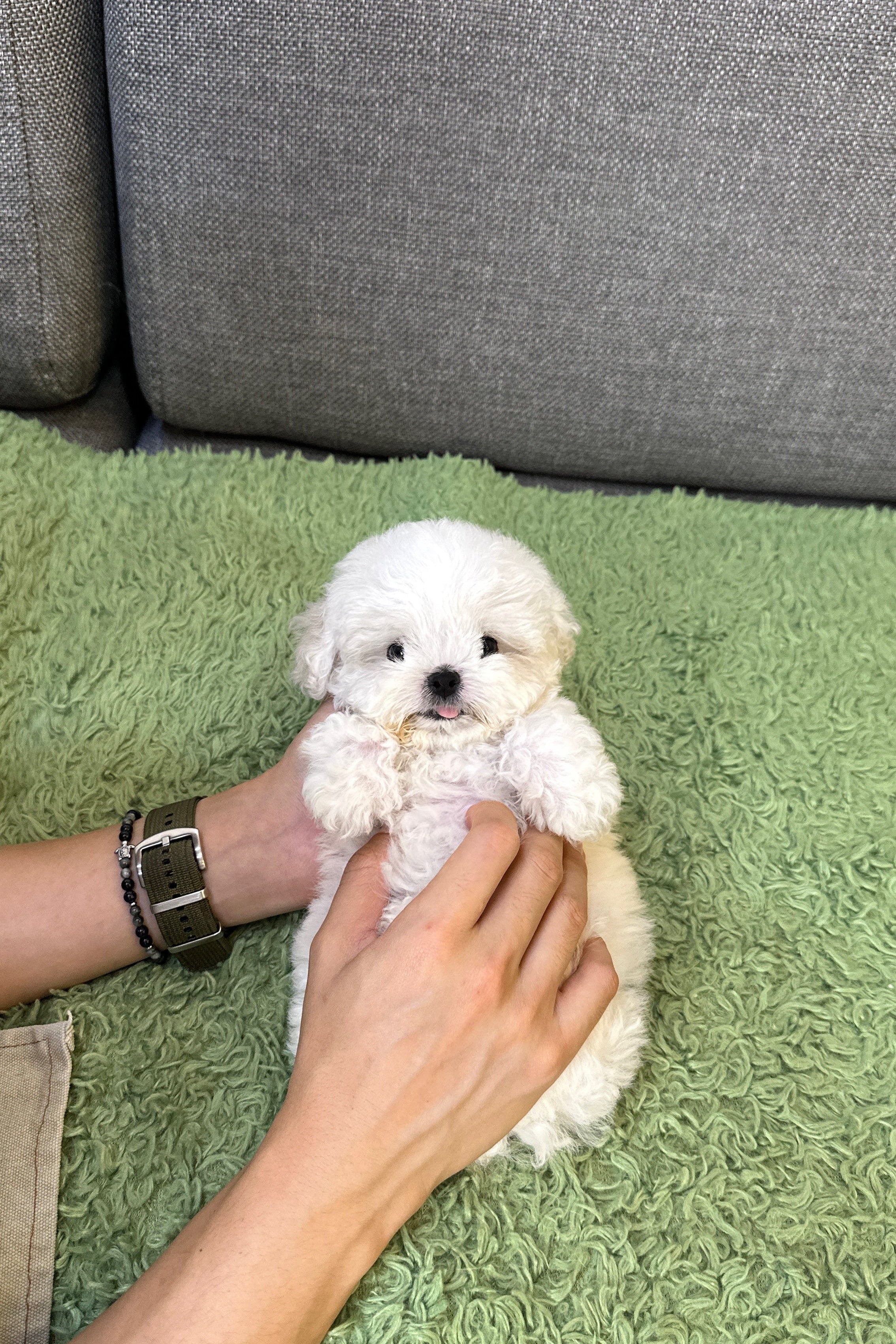 BADA - FEMALE (MINI BICHON)