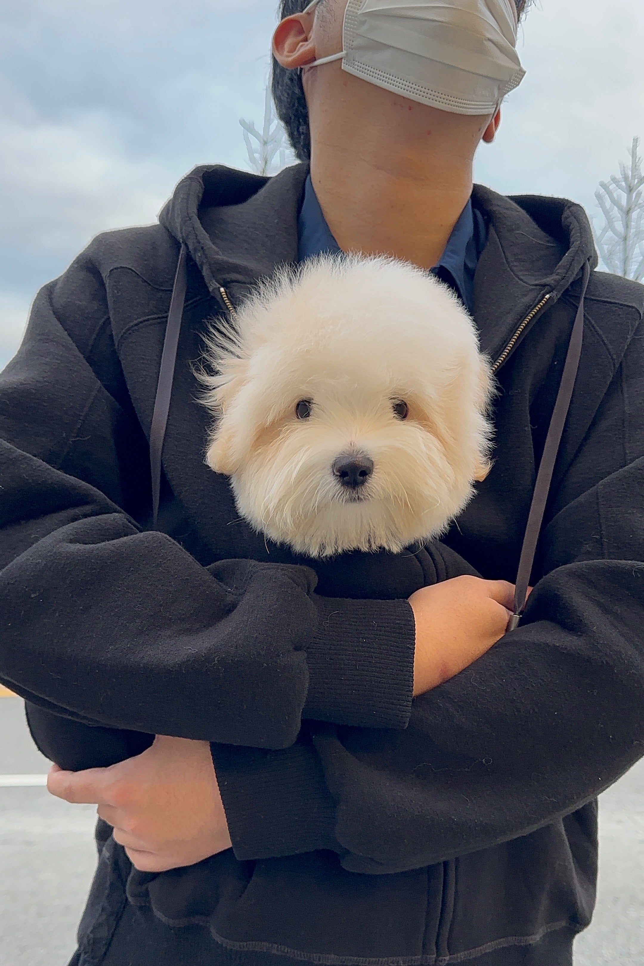 MOGWA - MALE (COTON DE TULEAR)