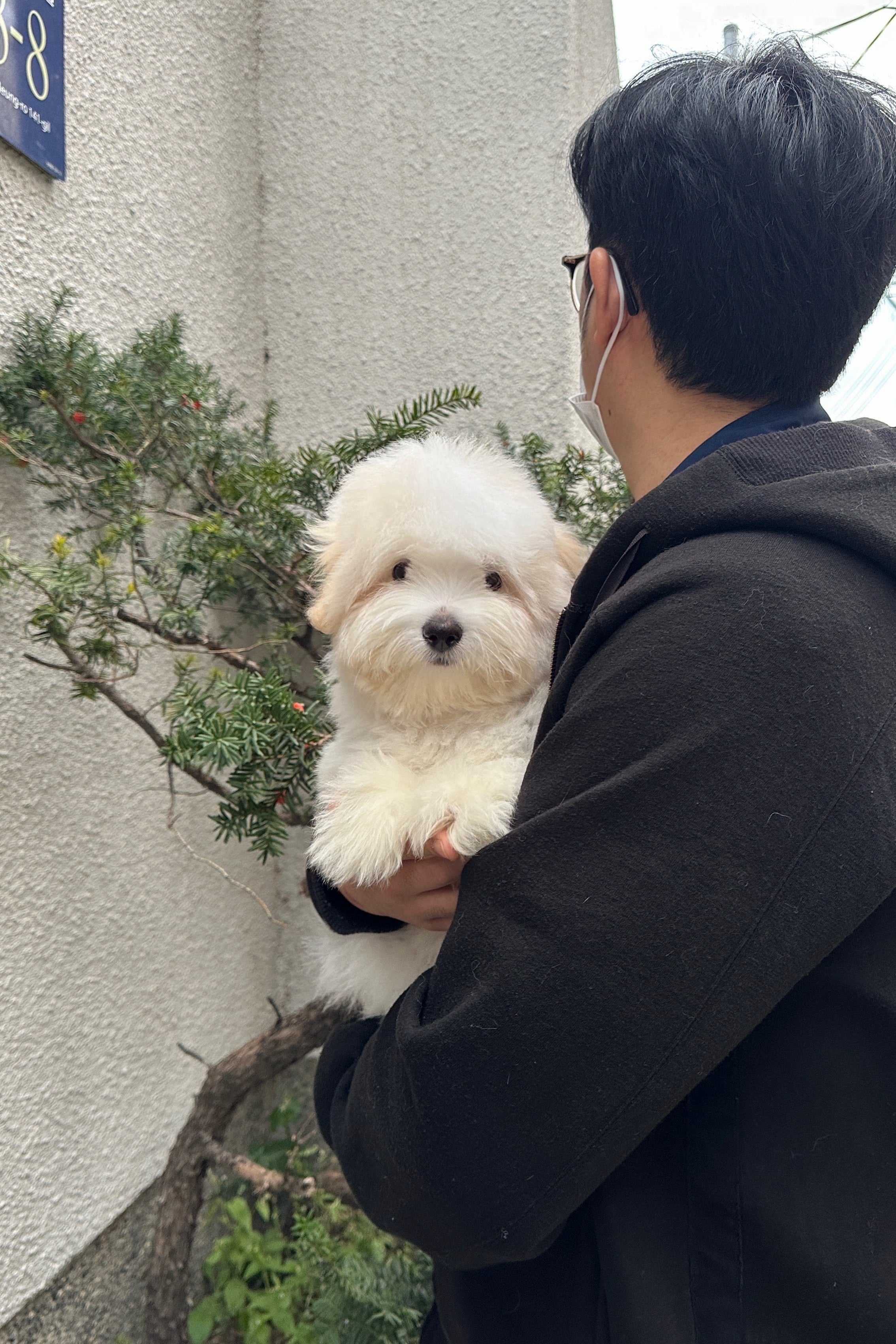 MOGWA - MALE (COTON DE TULEAR)
