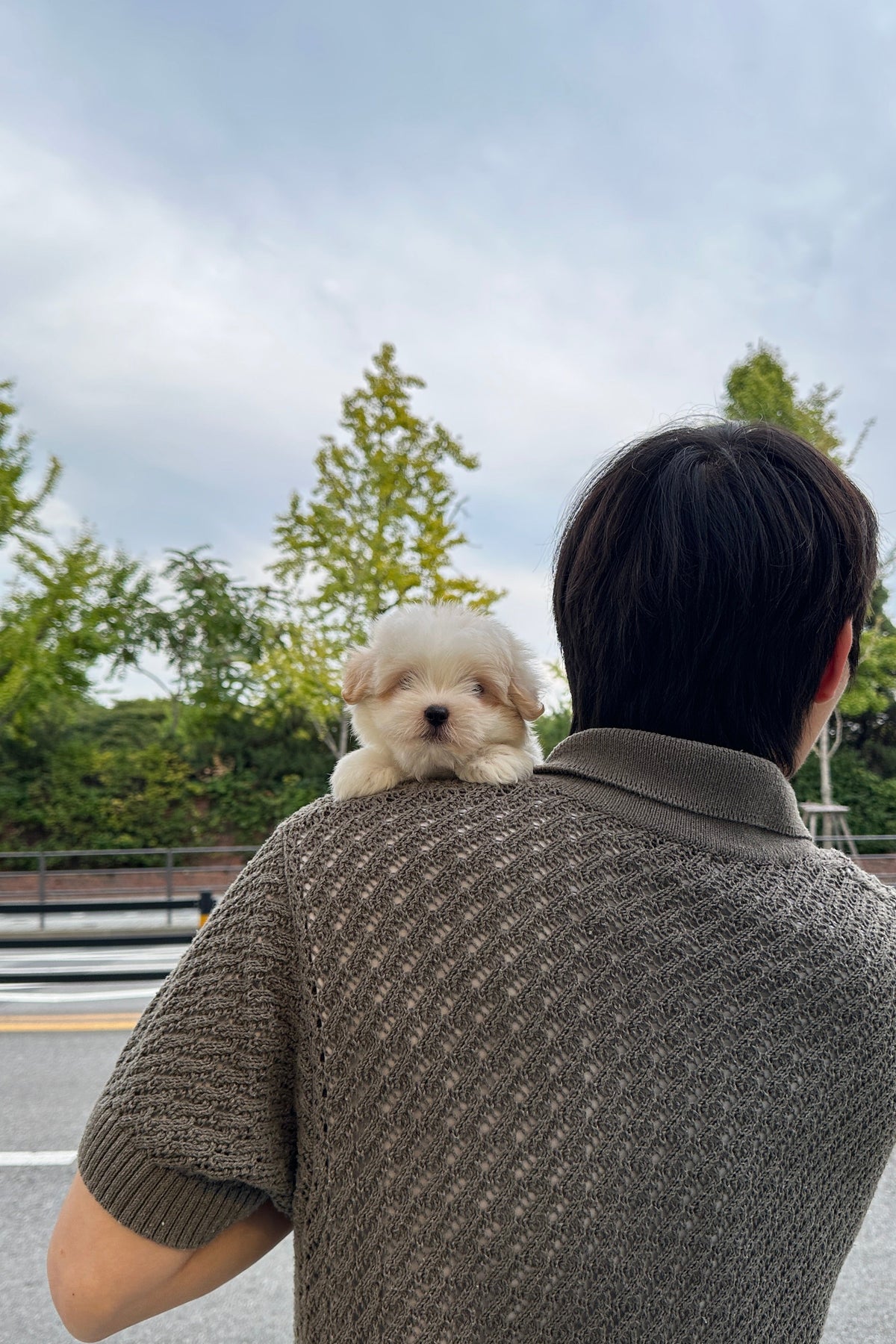 PPUKKA - MALE (COTON DE TULEAR)