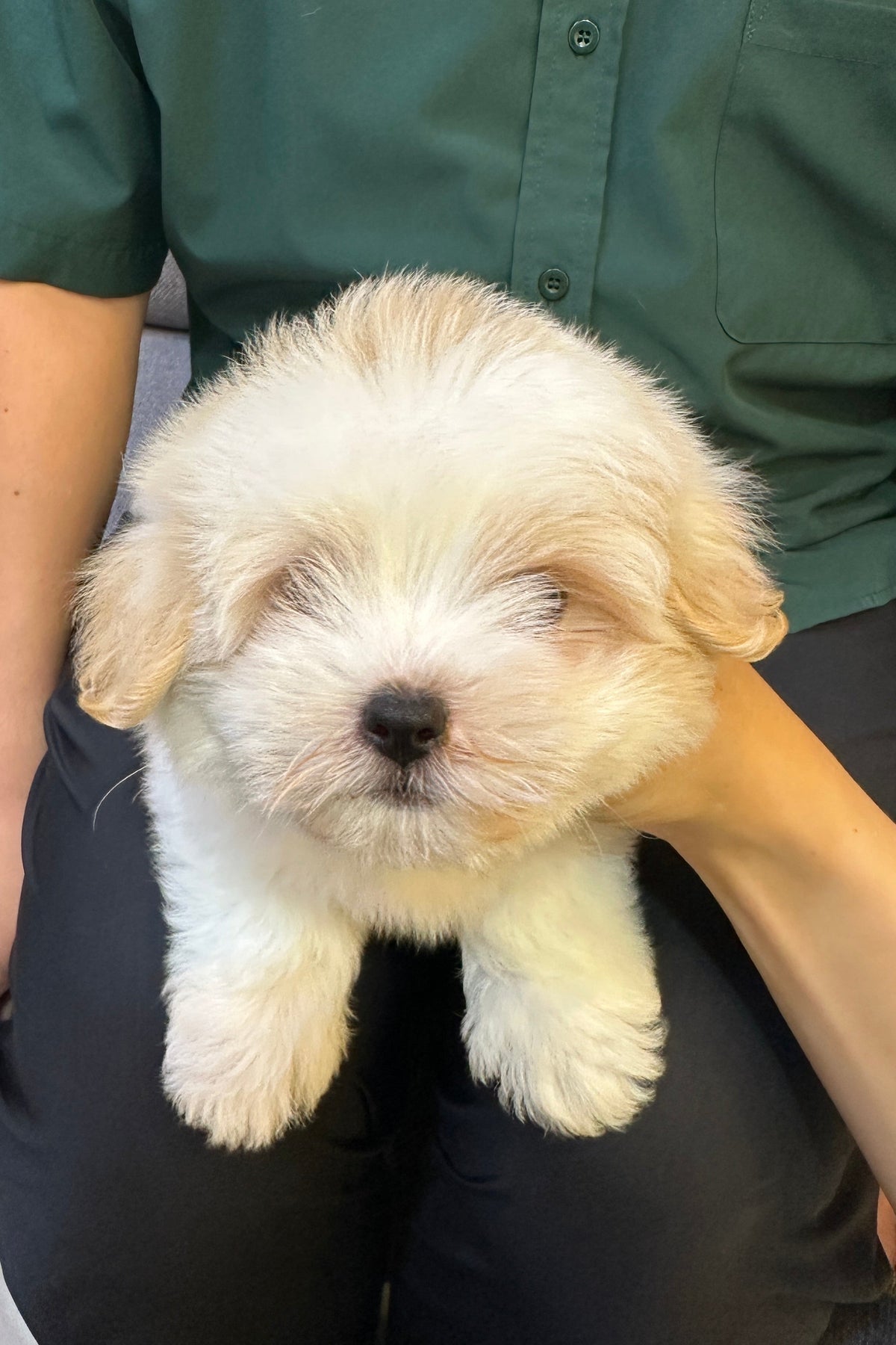 PPUKKA - MALE (COTON DE TULEAR)