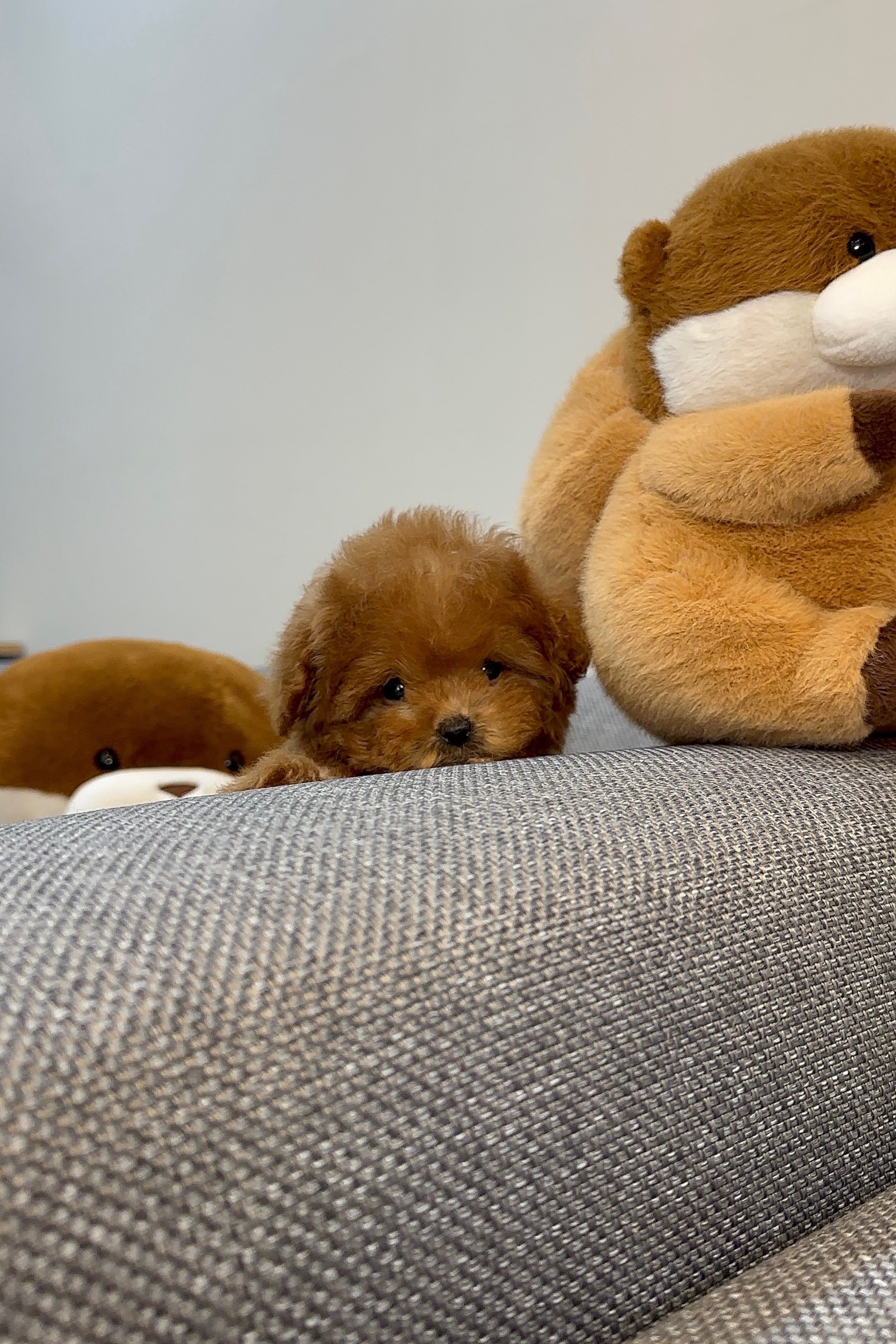 NANA - FEMALE (TOY POODLE)