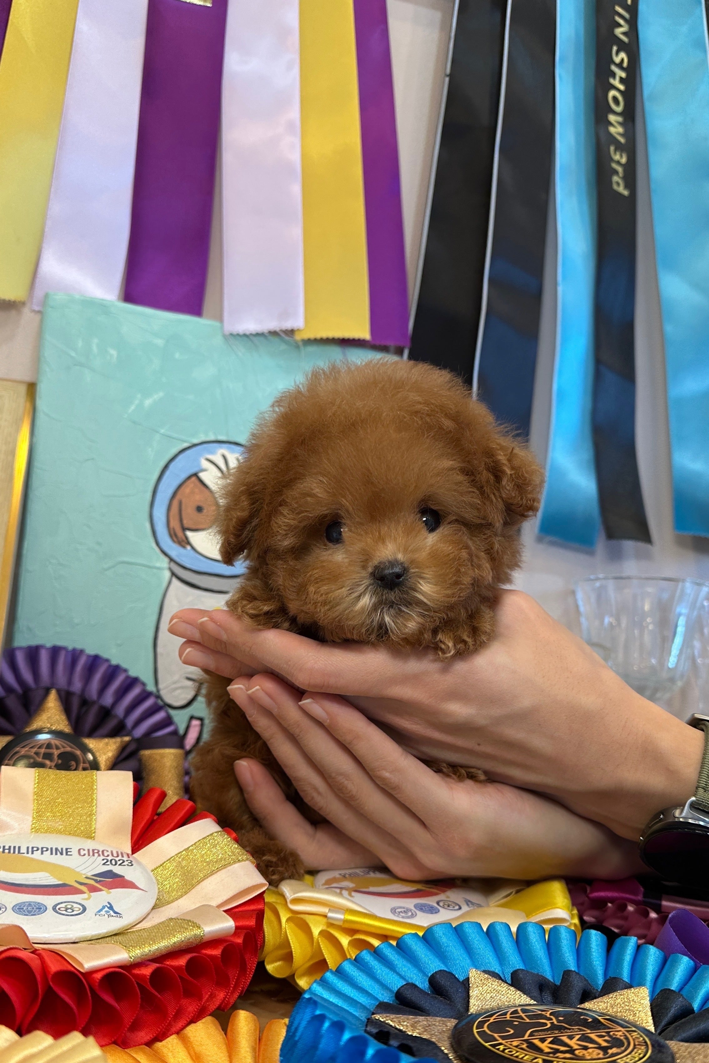 NANA - FEMALE (TOY POODLE)