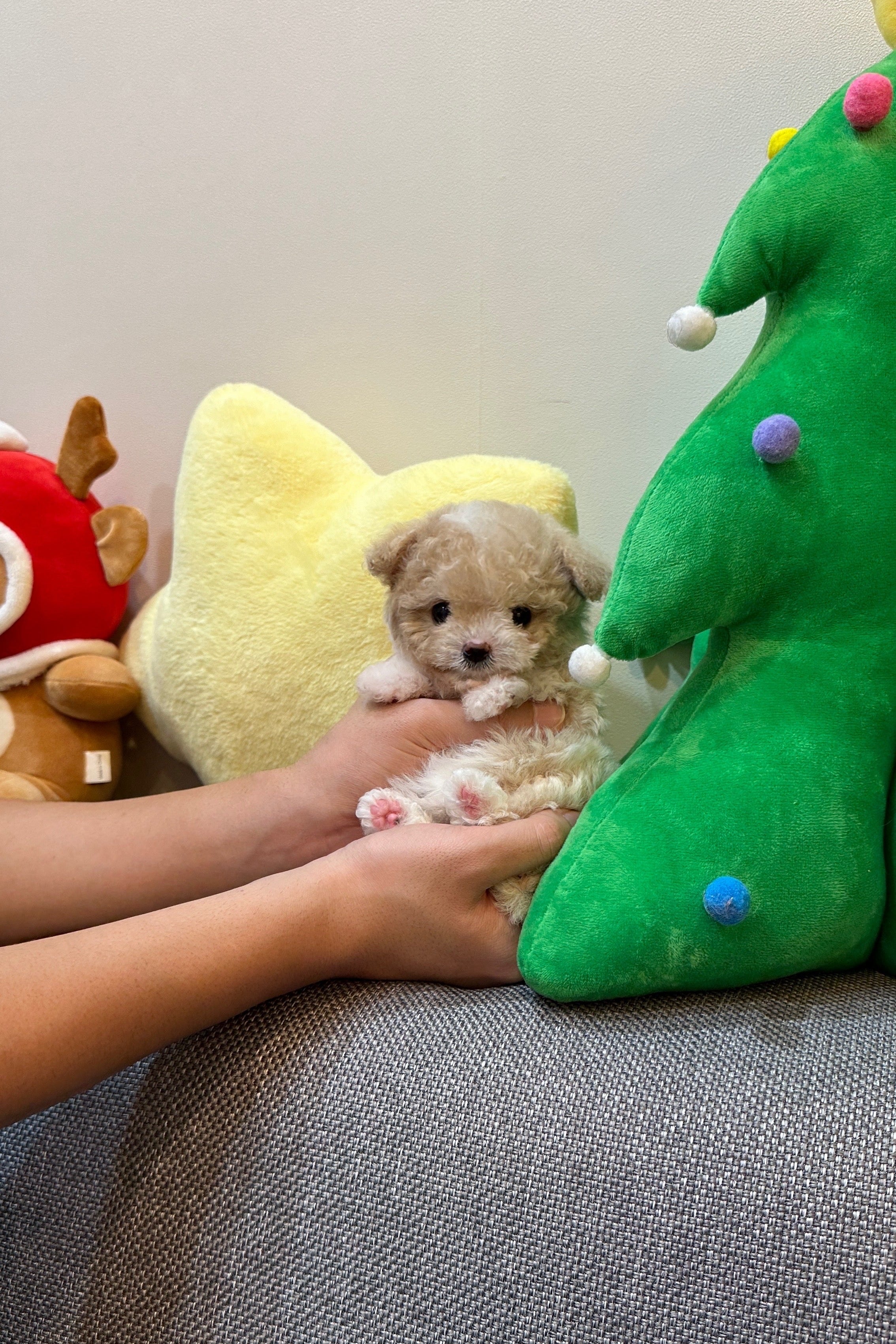 MAPLE - FEMALE (MALTIPOO)