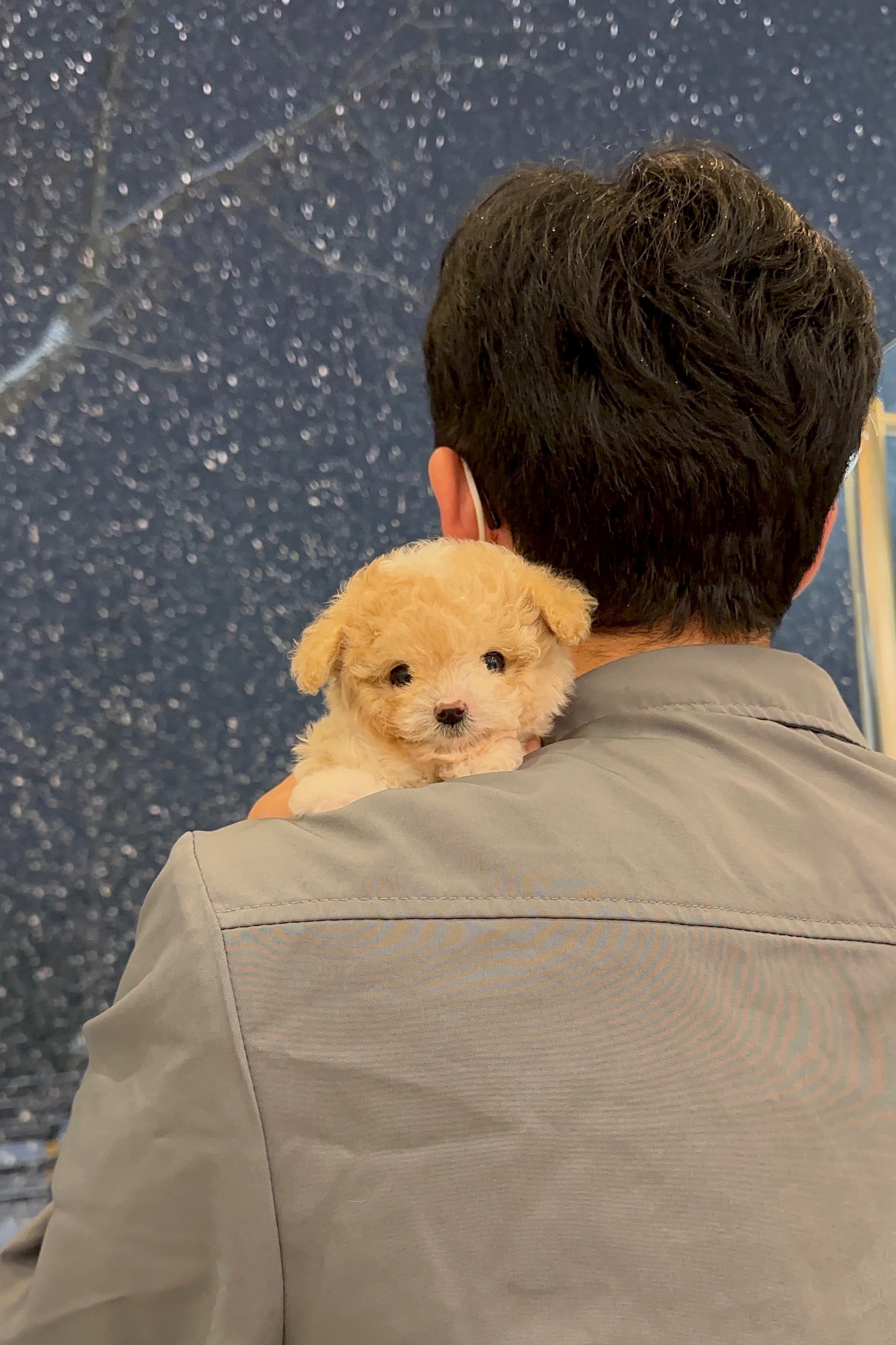 MAPLE - FEMALE (MALTIPOO)