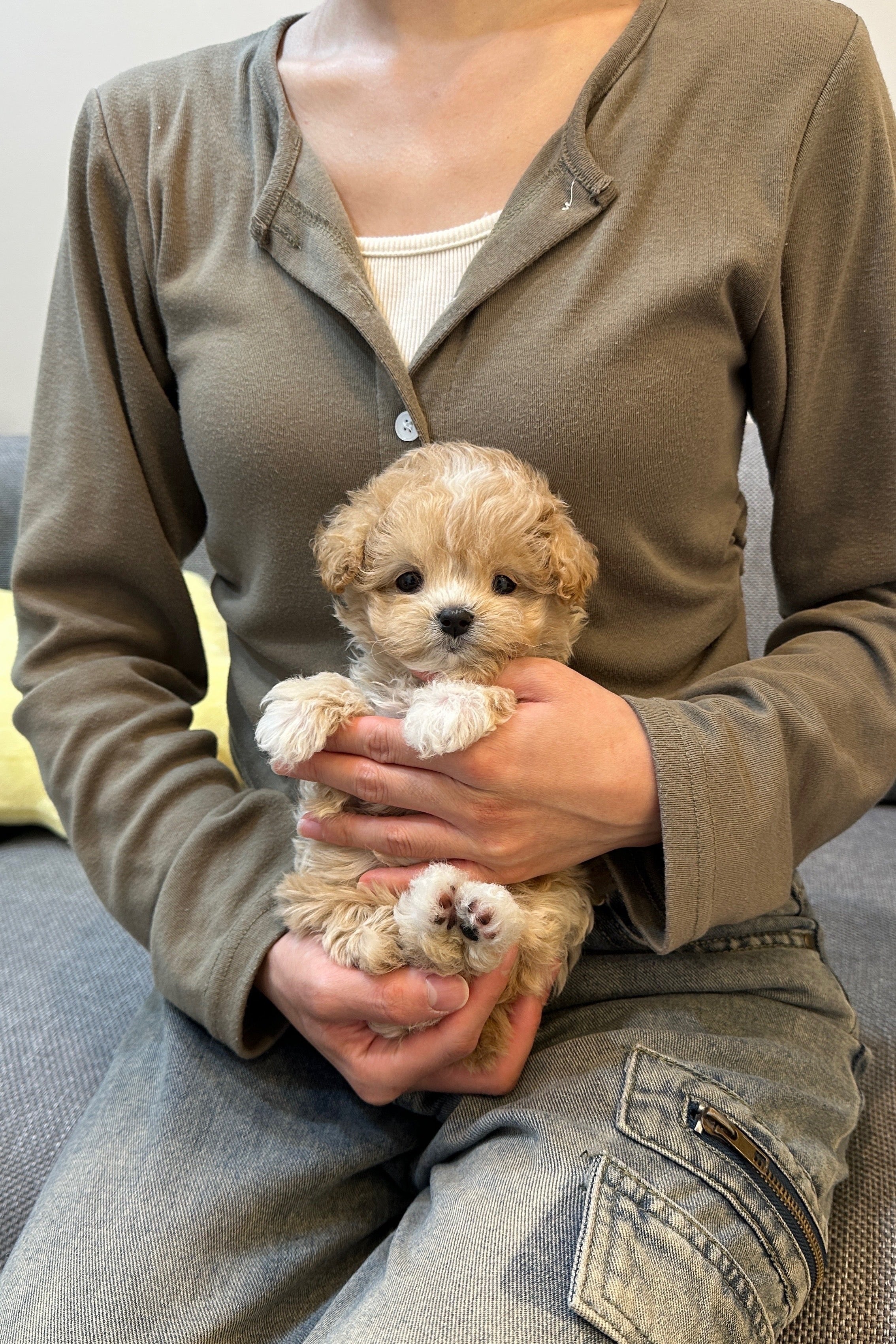 BUTTER - FEMALE (MALTIPOO)