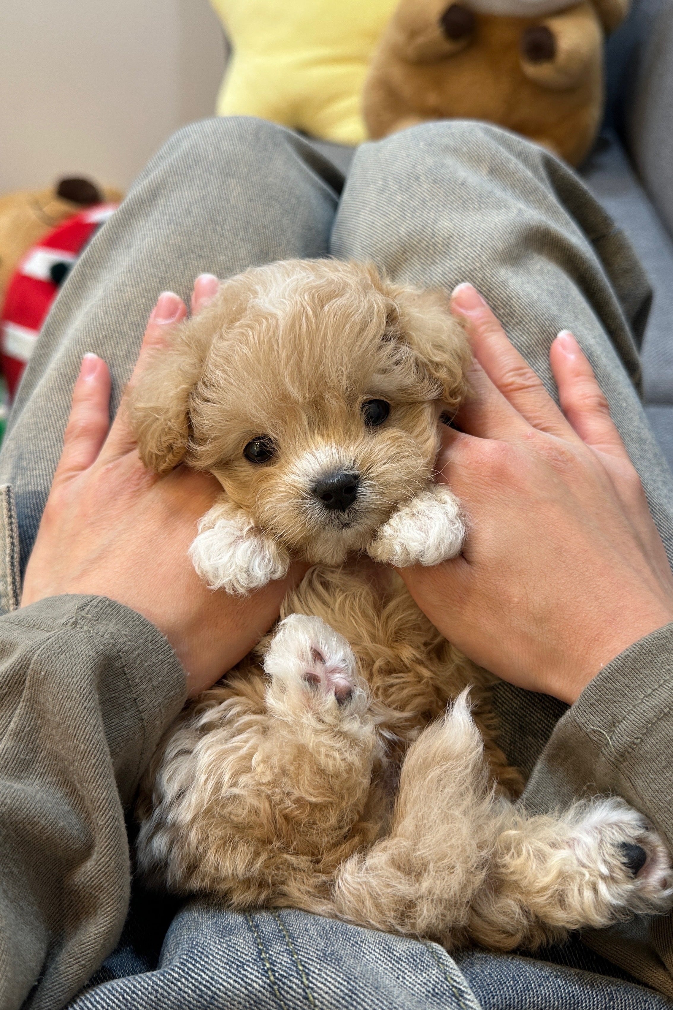 BUTTER - FEMALE (MALTIPOO)