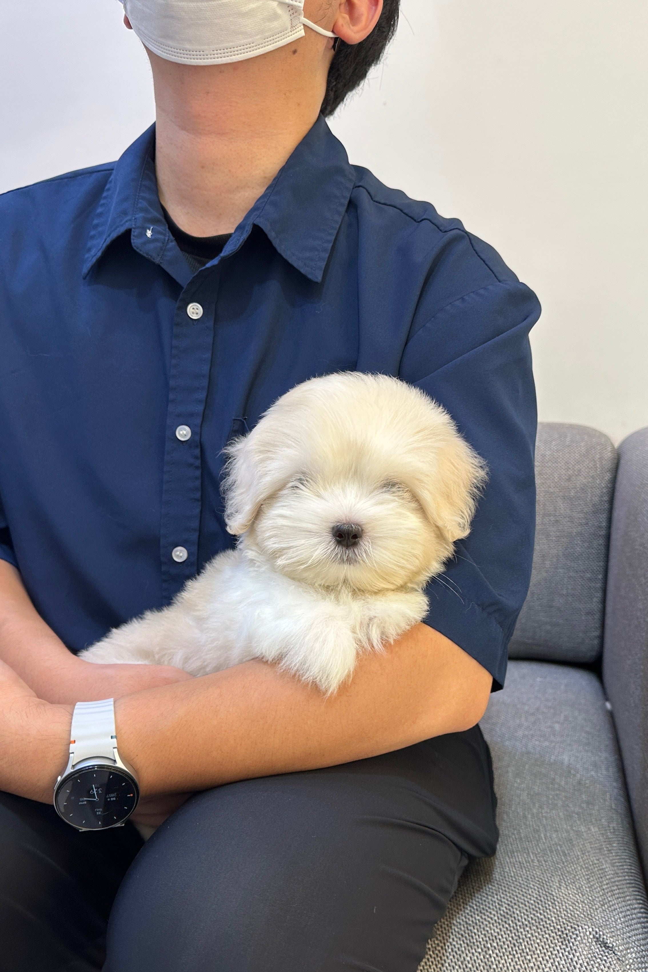 LATTE - MALE (COTON DE TULEAR)
