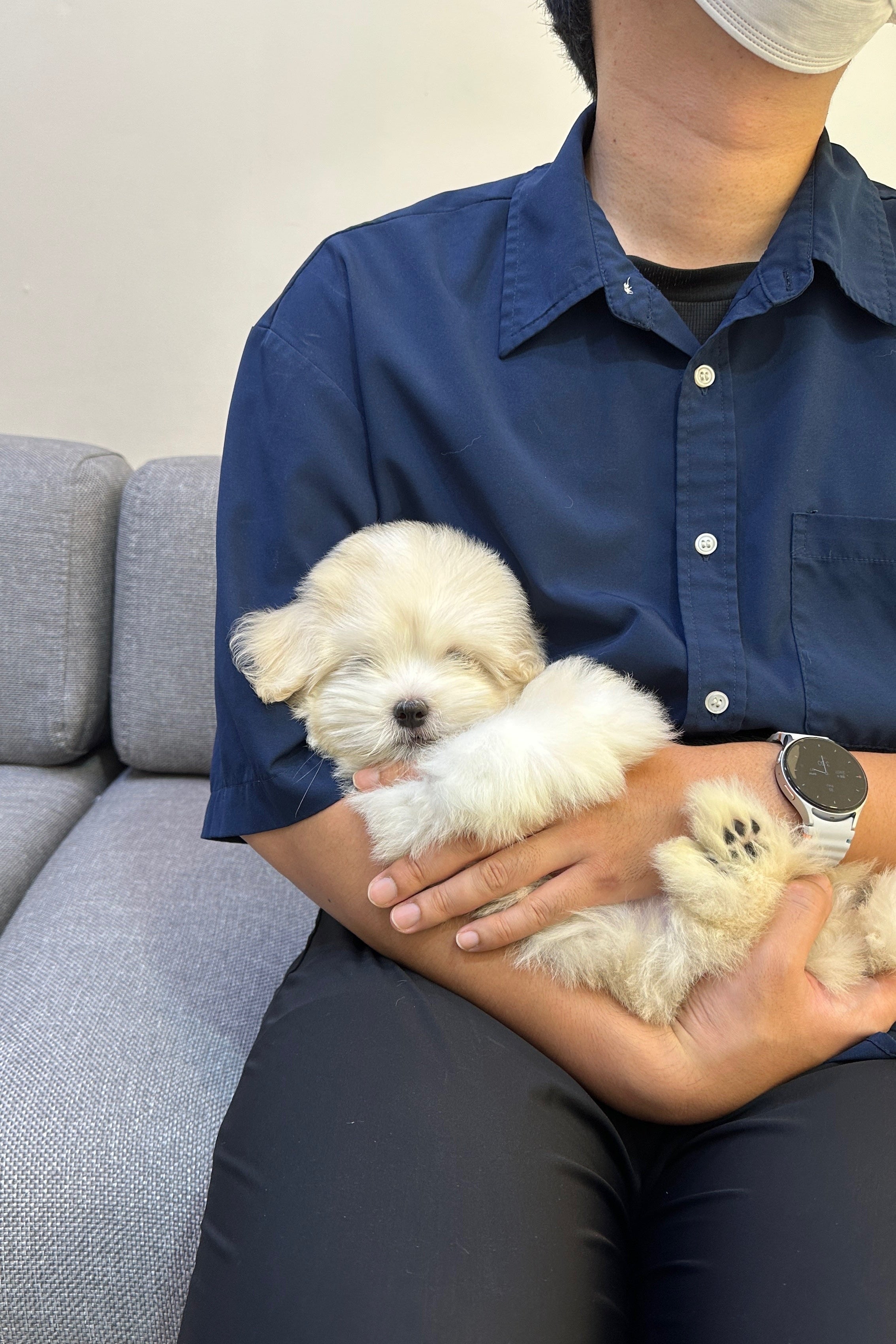 LATTE - MALE (COTON DE TULEAR)