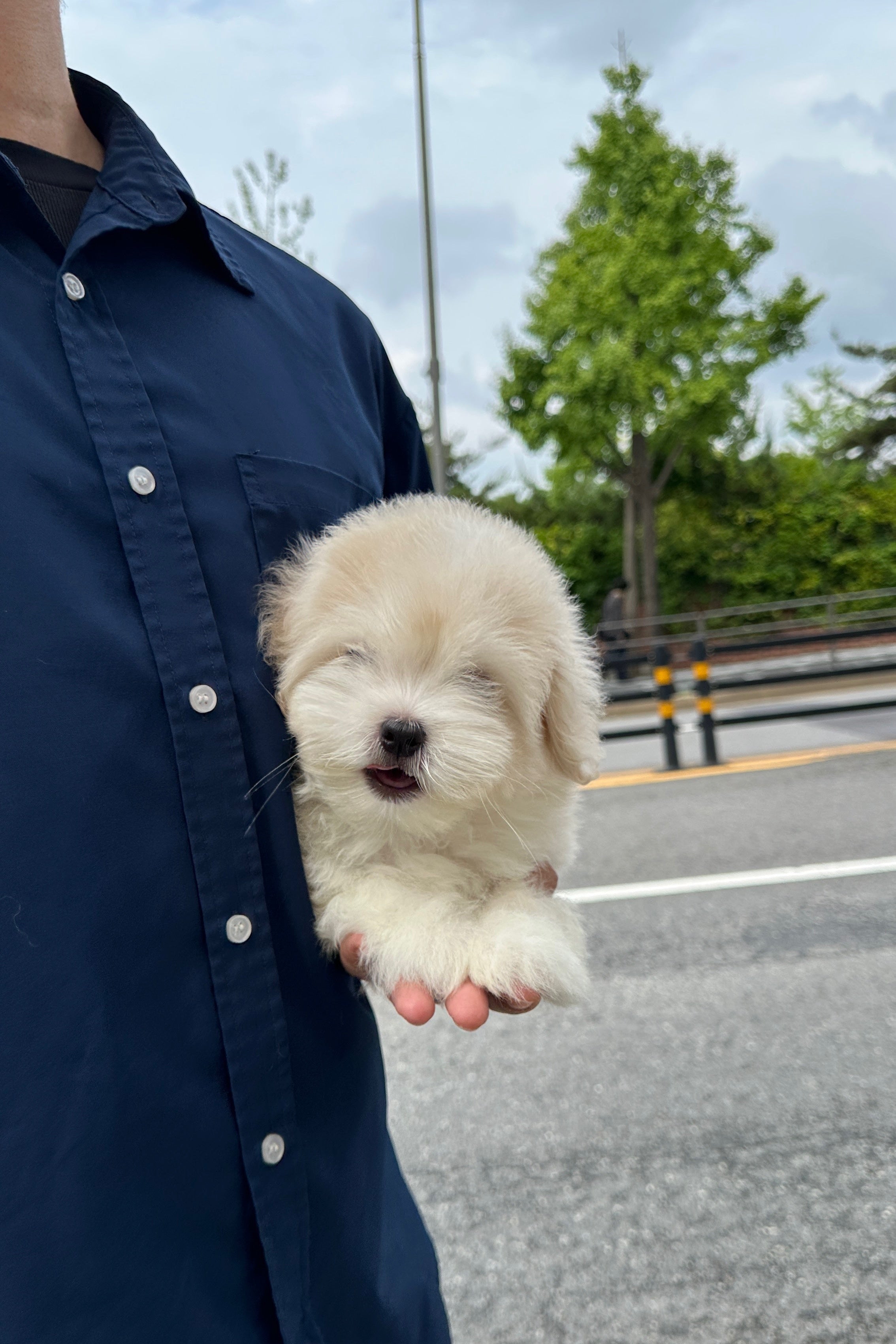 LATTE - MALE (COTON DE TULEAR)