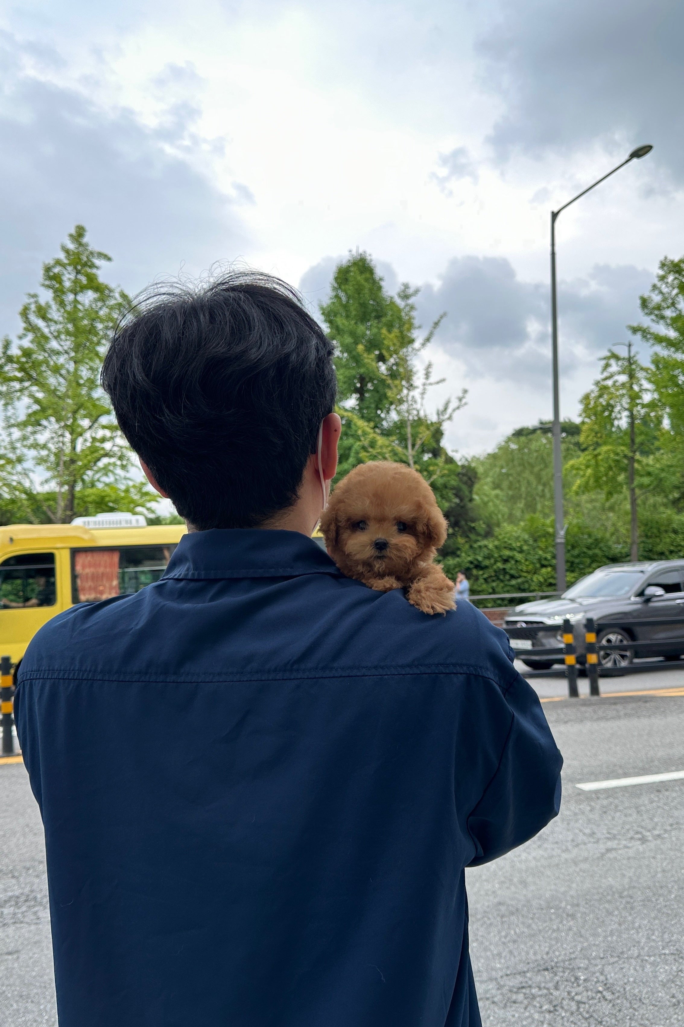 LISA - FEMALE (POODLE)