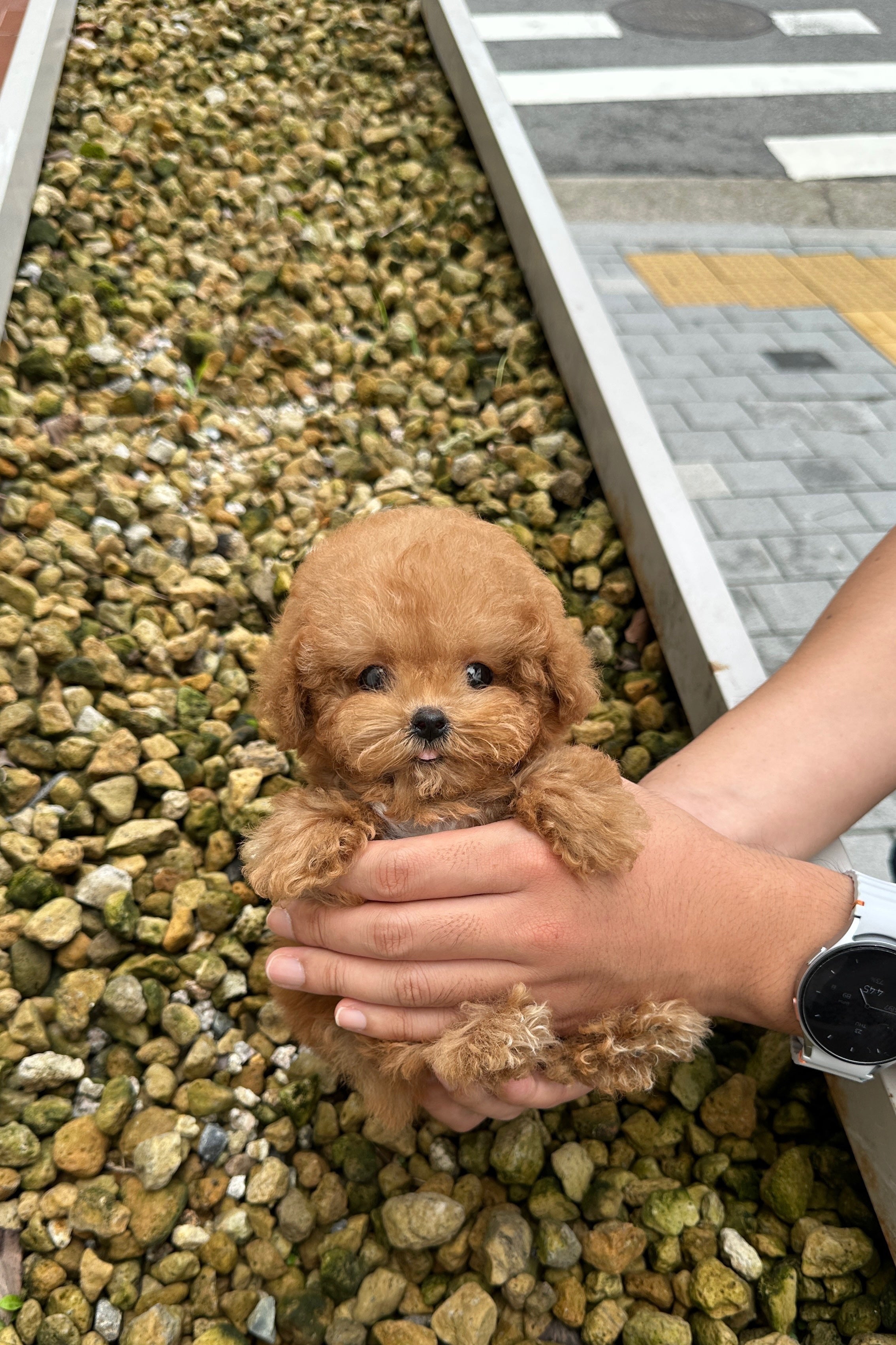 LISA - FEMALE (POODLE)