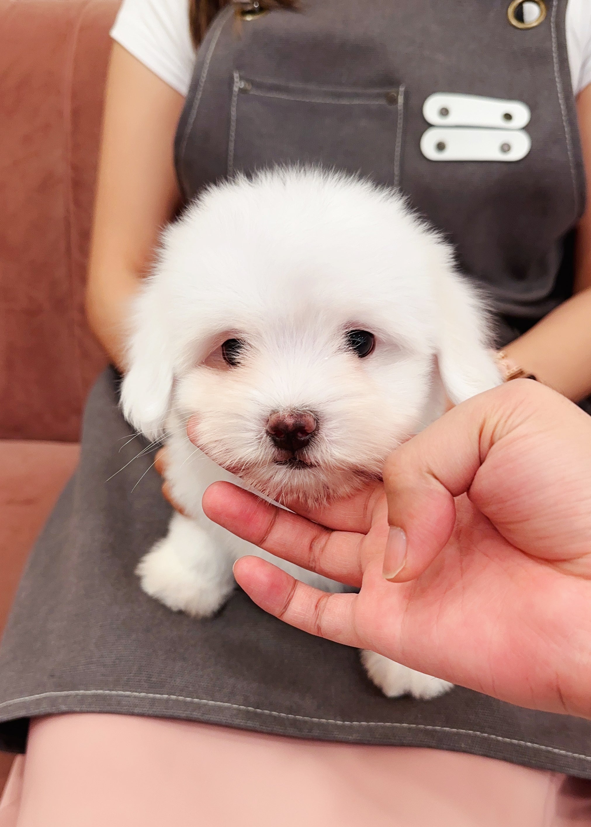 CLAUDE - MALE (COTON DE TULEAR)