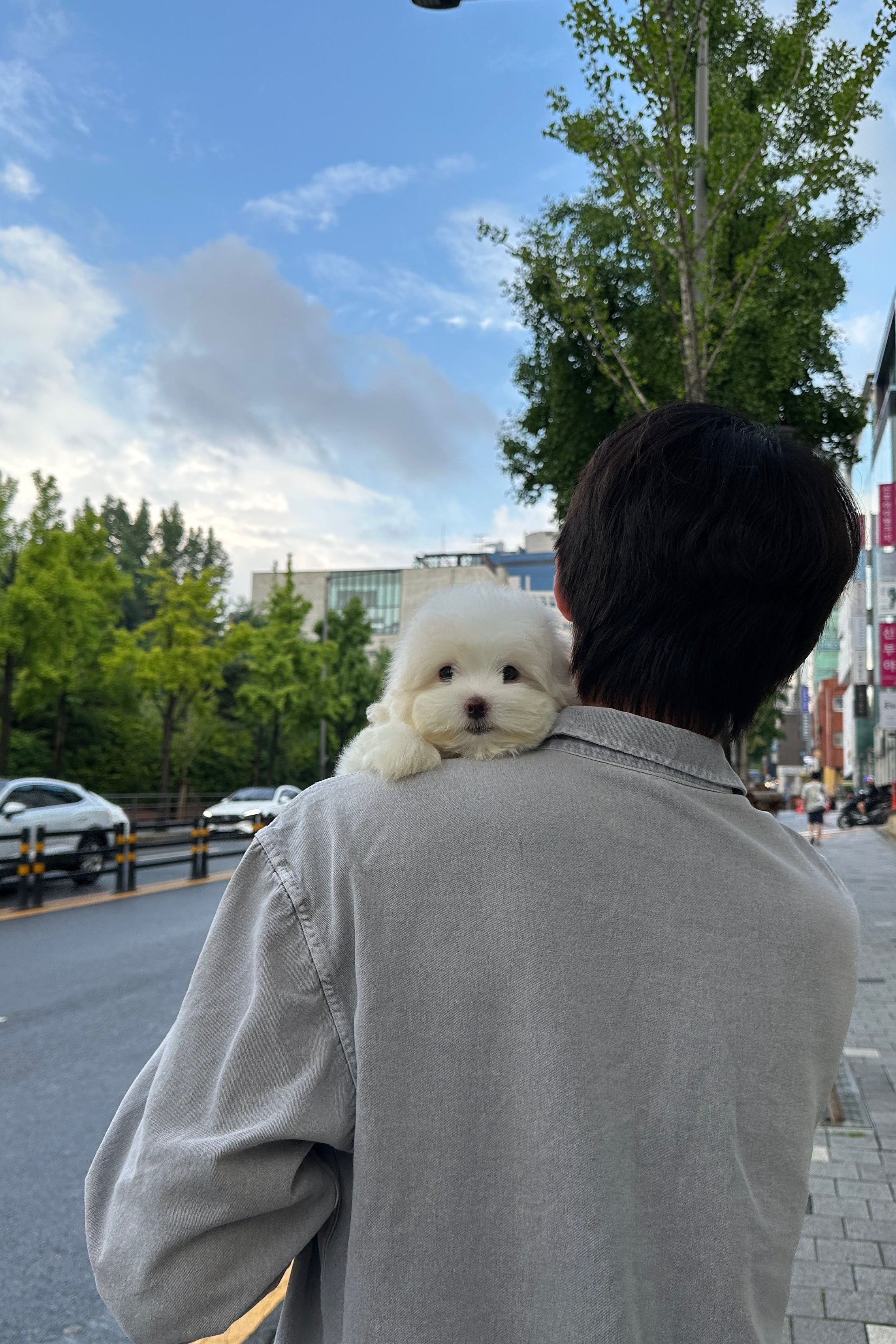 MAKI - FEMALE (COTON DE TULEAR)