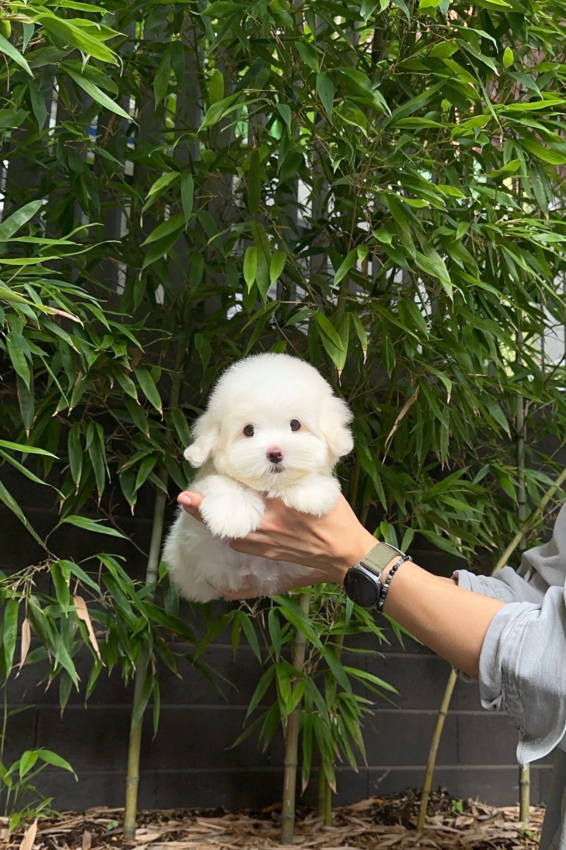 MAKI - FEMALE (COTON DE TULEAR)