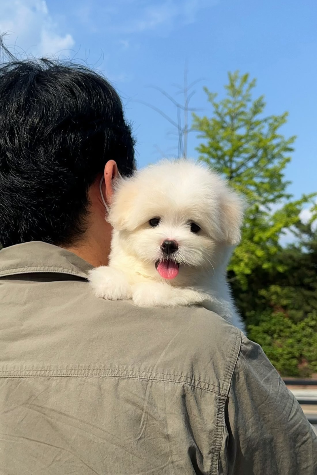 THOR - MALE (COTON DE TULEAR)