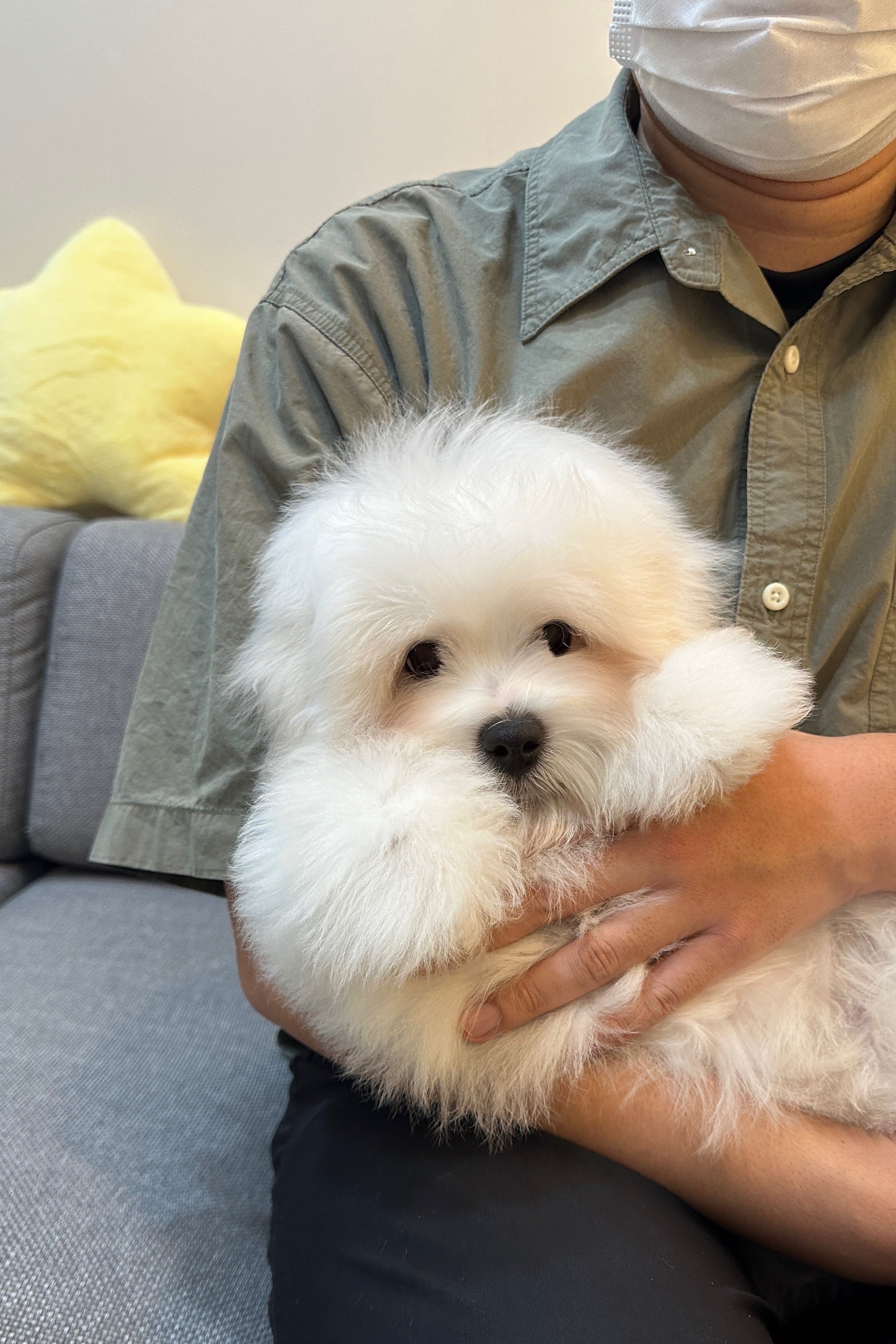 MELO - MALE (COTON DE TULEAR)