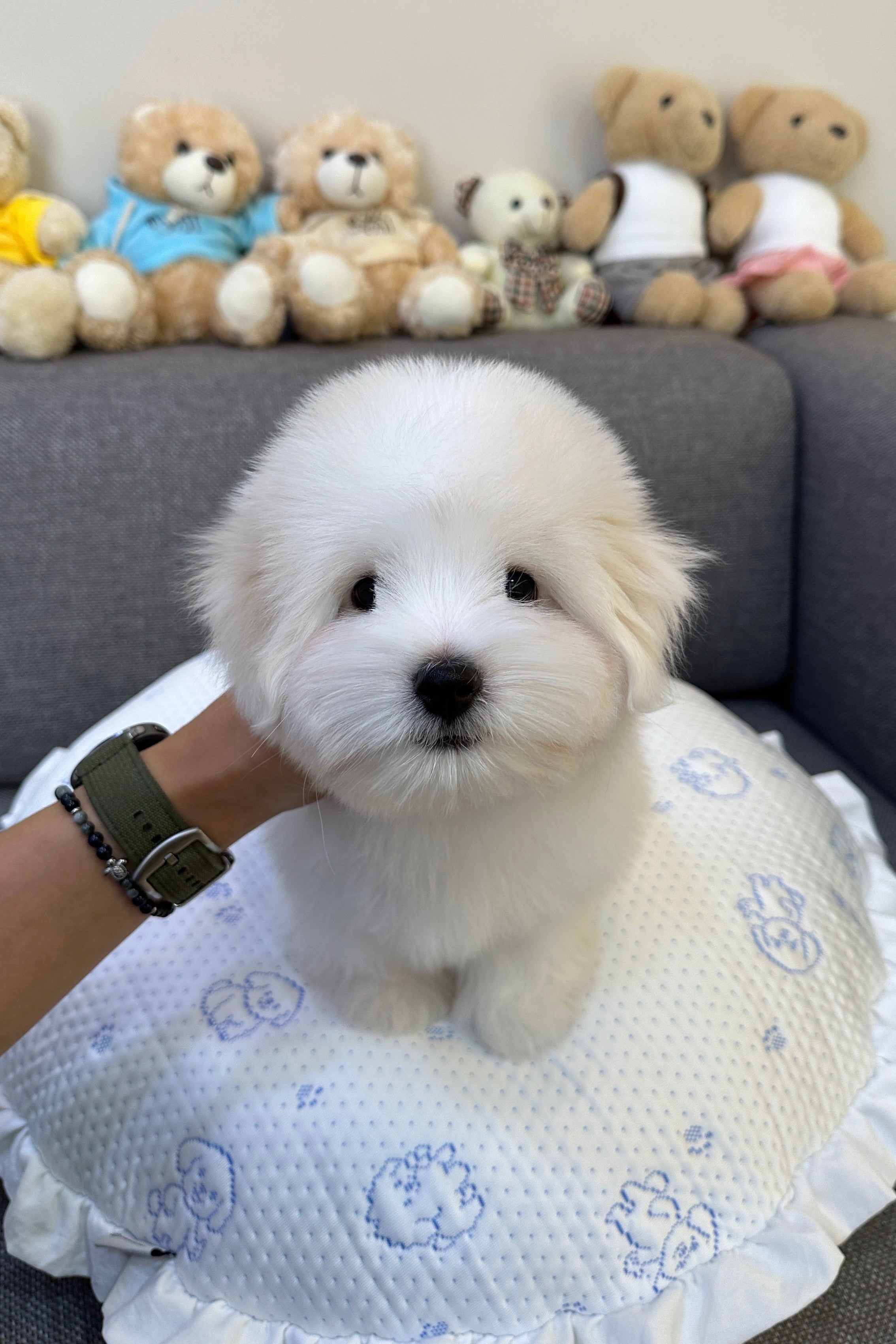 LEO - MALE (COTON DE TULEAR)
