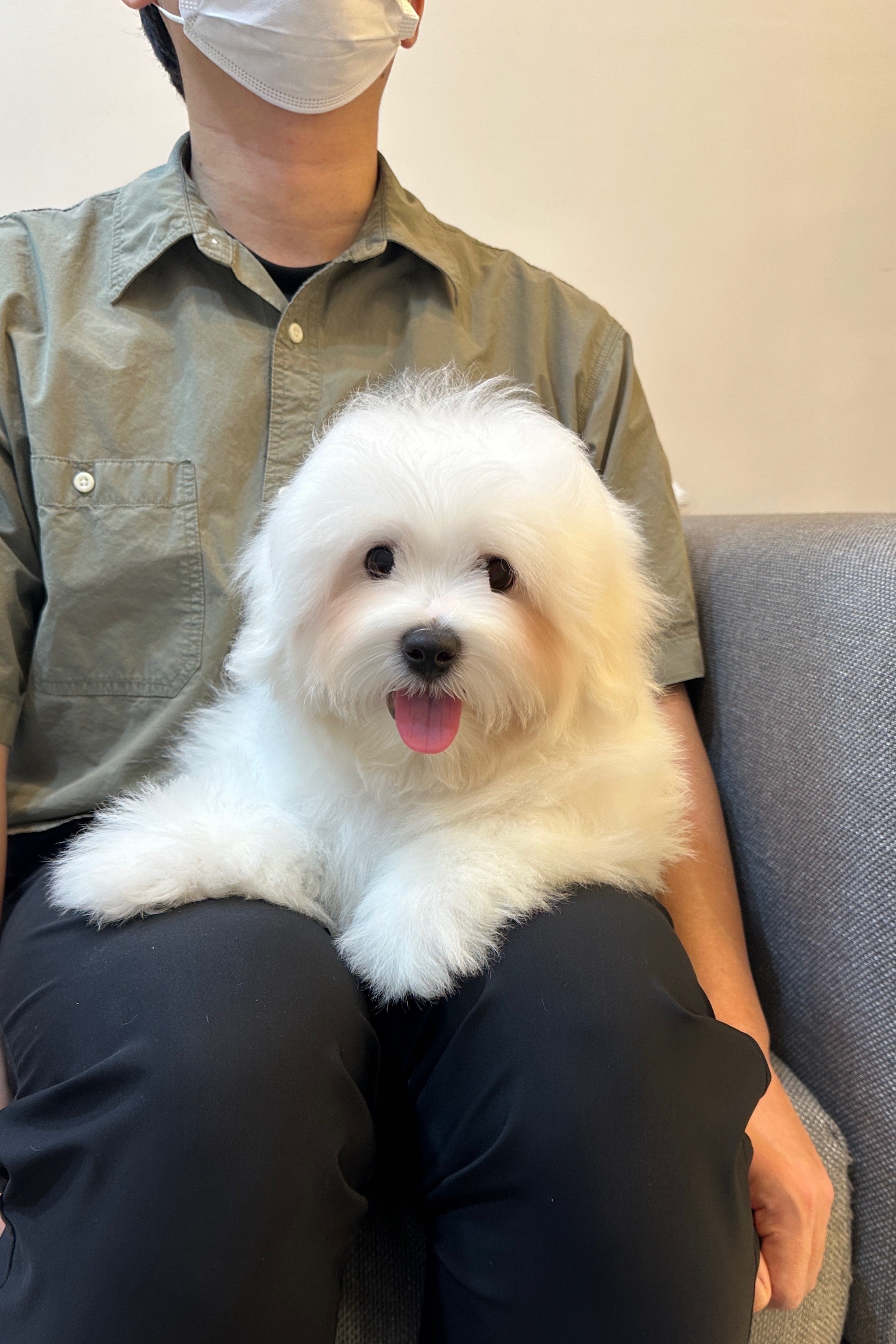 MELO - MALE (COTON DE TULEAR)